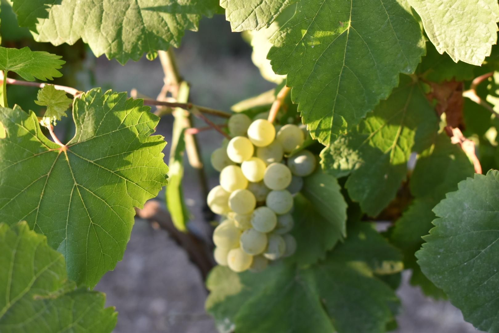 Comienza la vendimia ecológica de uvas blancas en Bodegas Robles.