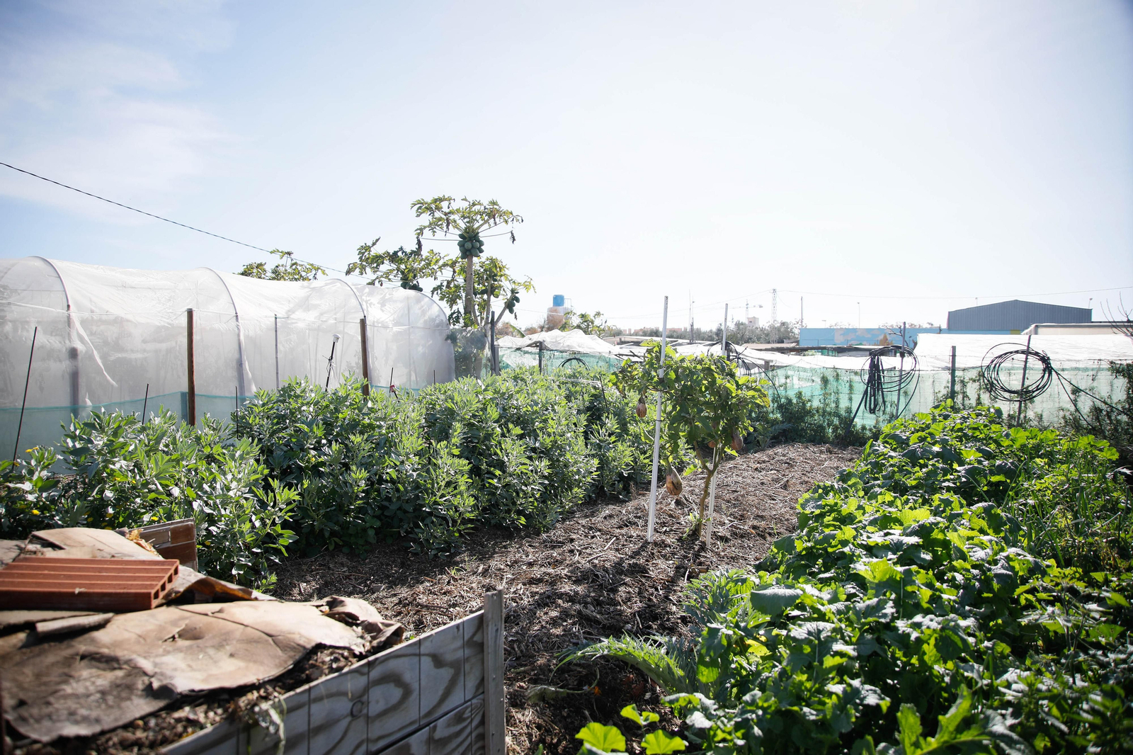 Imágenes del huerto urbano de La Cañada