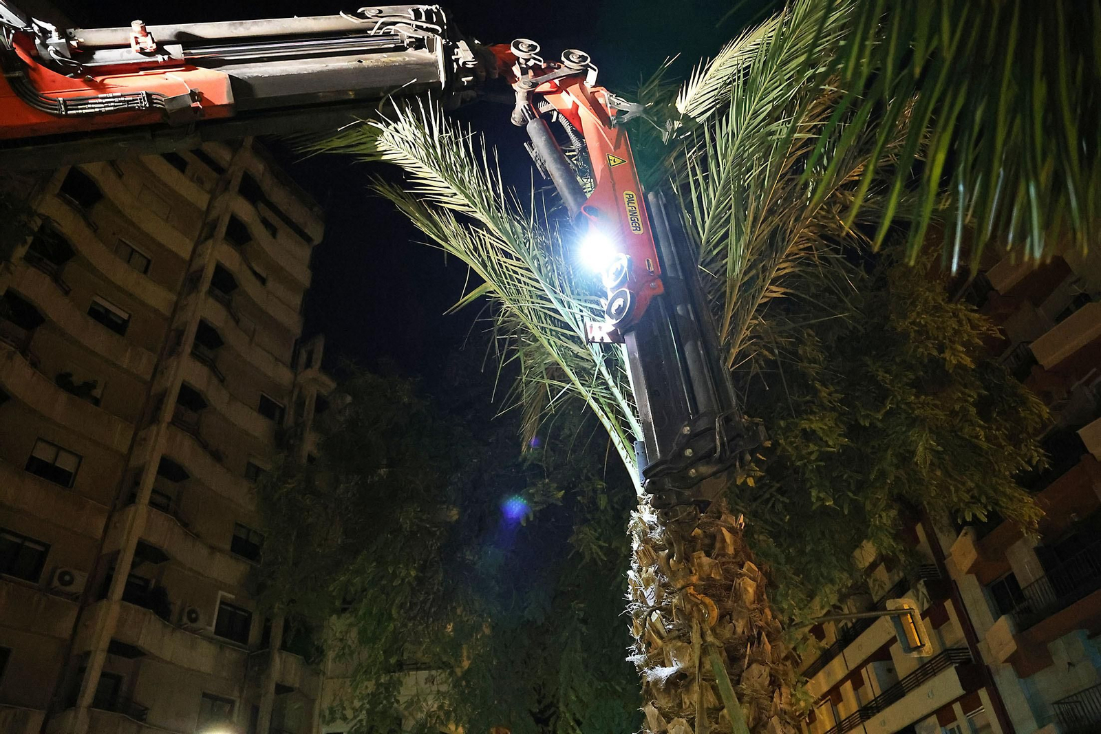 Las mejores imágenes de la plantación de la nueva palmera de Huelvaga
