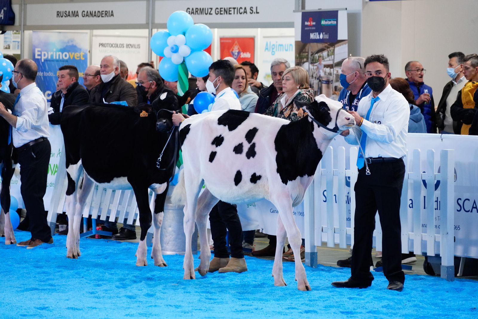La Feria de Ganado Frisón Usías Holsteins de Dos Torres, en fotografías