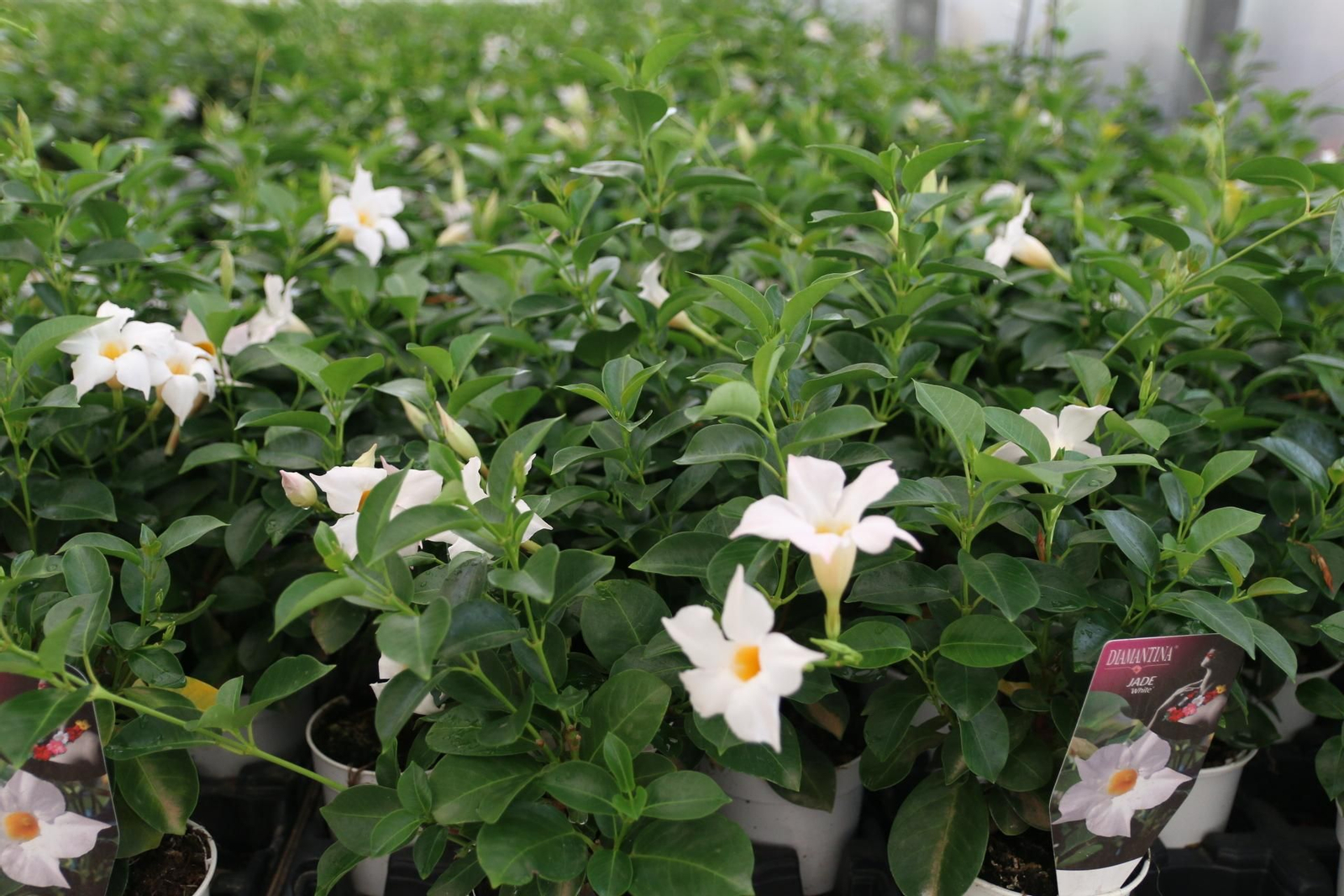 Imágenes de la venta de planta planta ornamental y flor cortada de Vícar