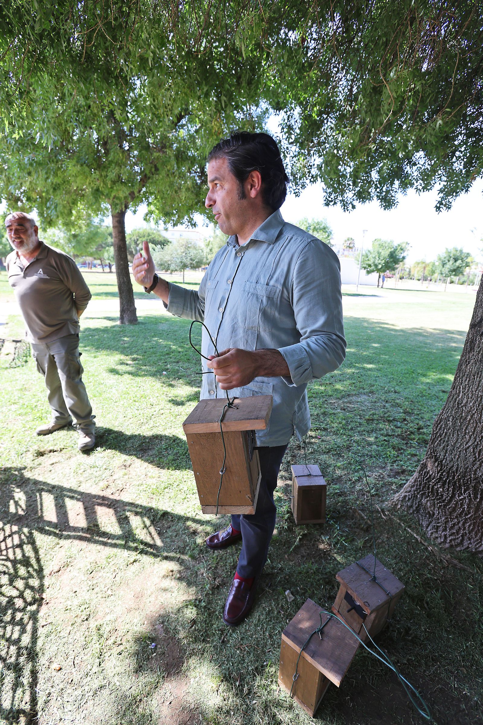 Imágenes de la colocación de cajas nidos  en árboles del parque Antonio Machado