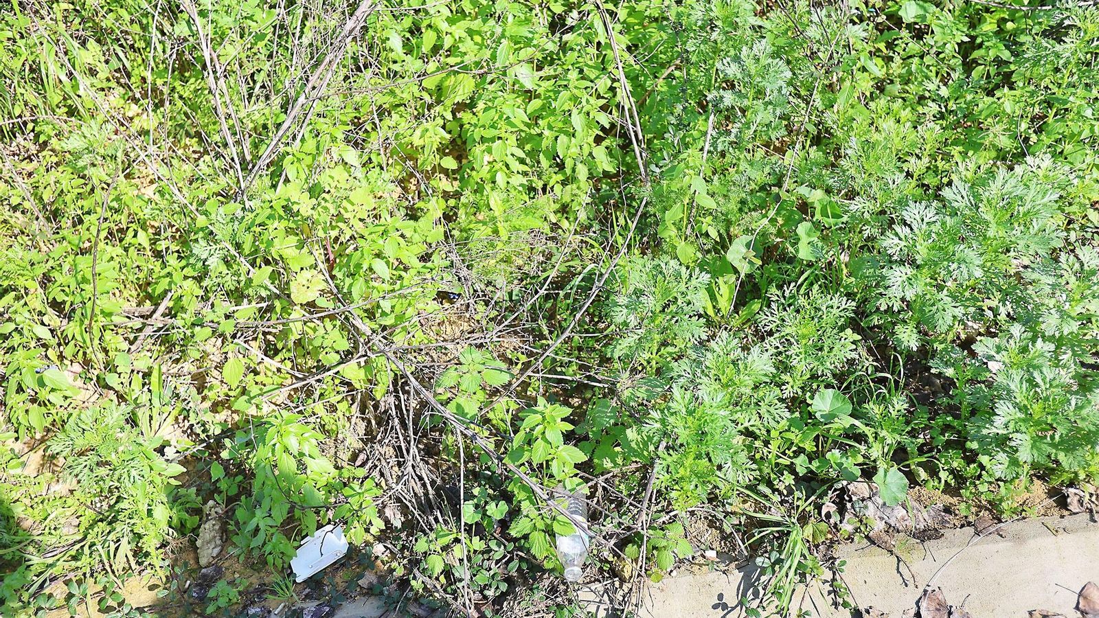 Envases y botellas entre la vegetación.