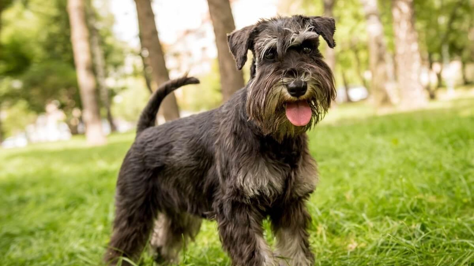 schnauzer