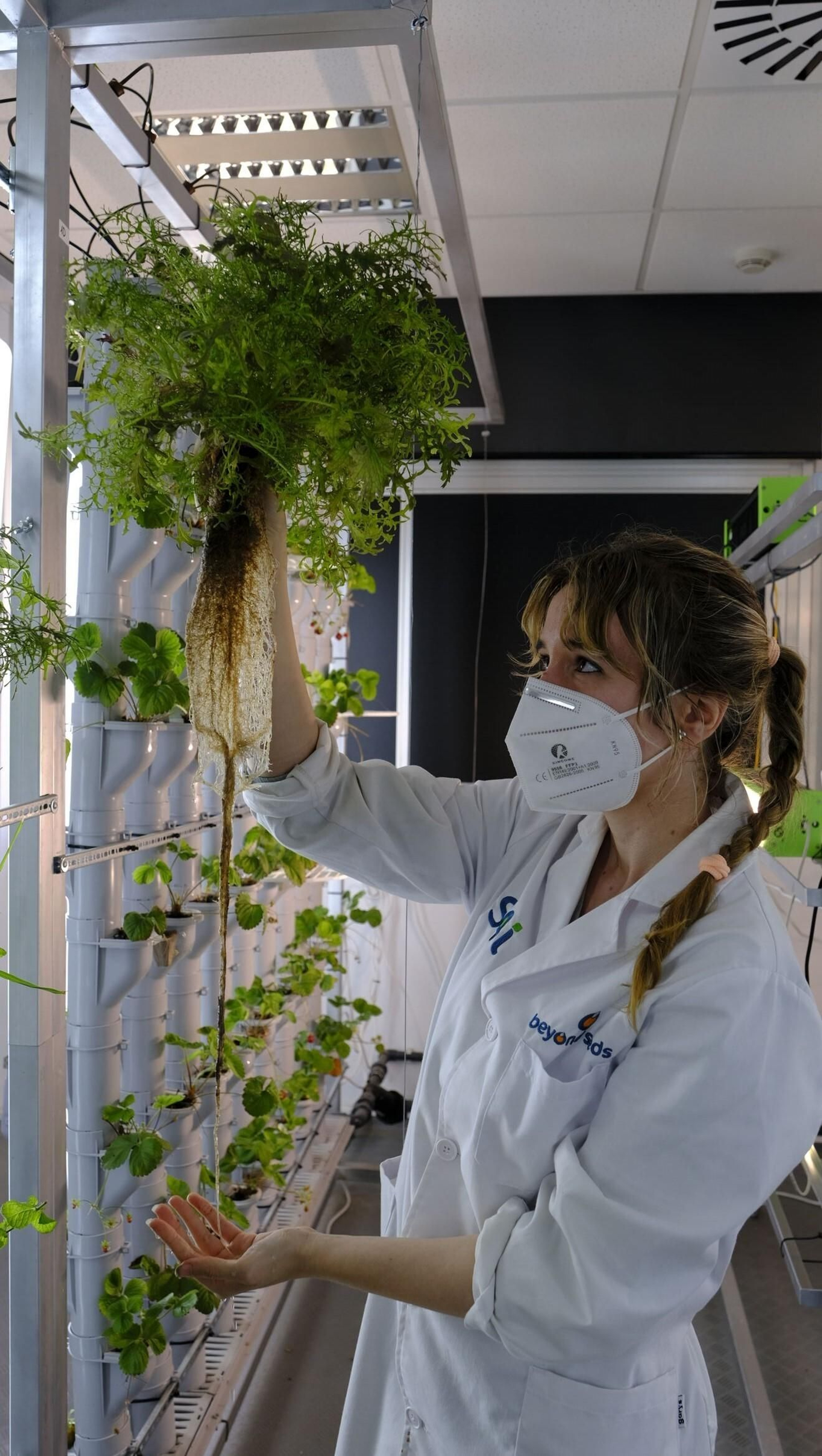 Las plantas solo reciben el agua y los nutrientes que necesitan, sus raíces están en el aire