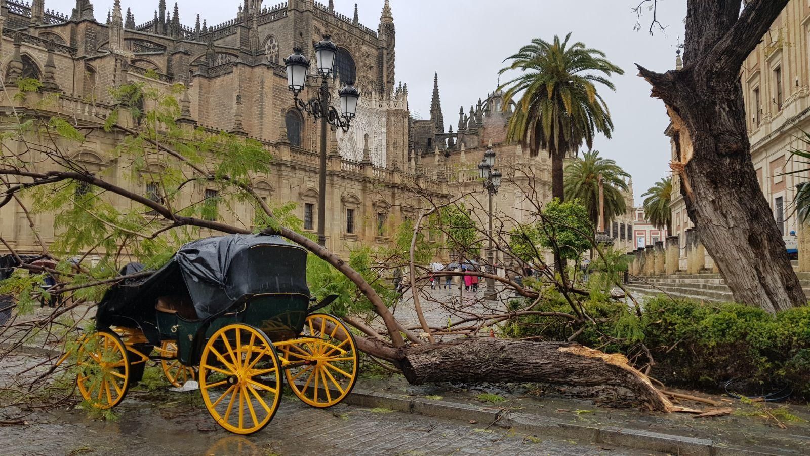 Una rama caída sobre un coche de caballos en la Avenida.