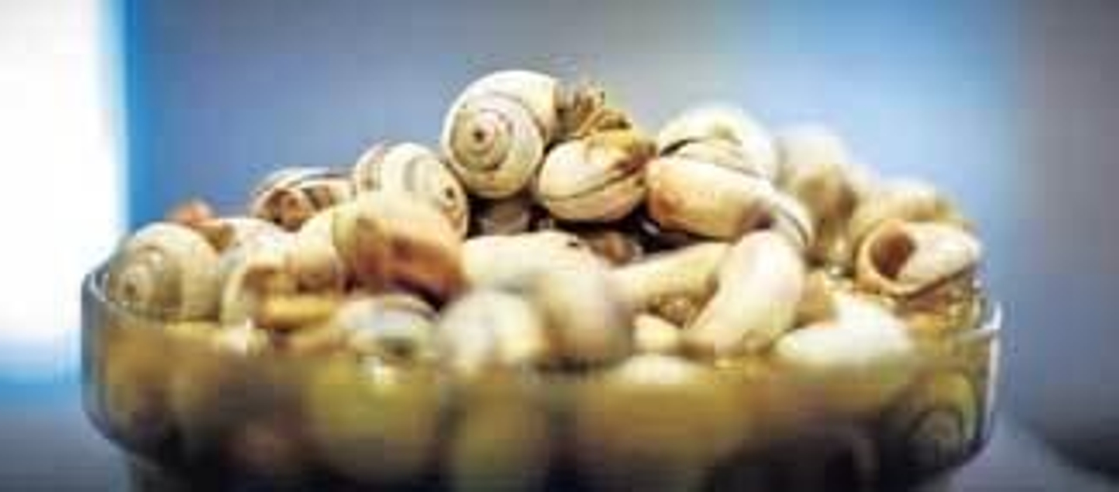 Anatomía de los caracoles