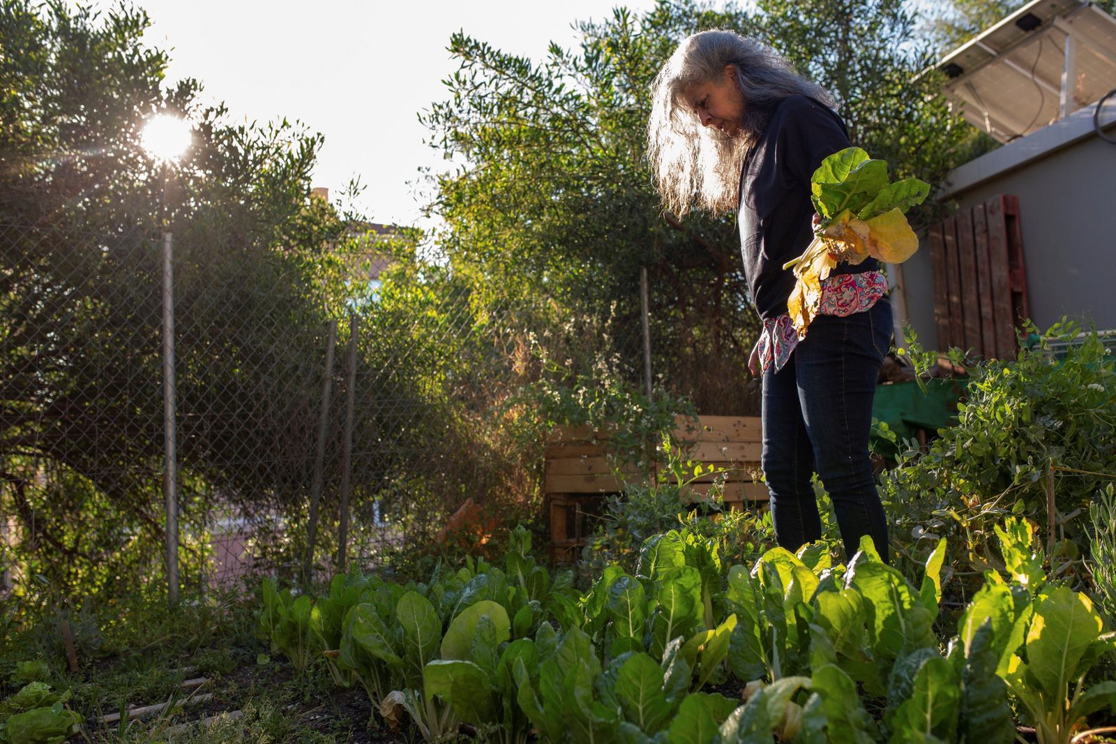 Una voluntaria quita unas hojas secas en un huerto urbano.