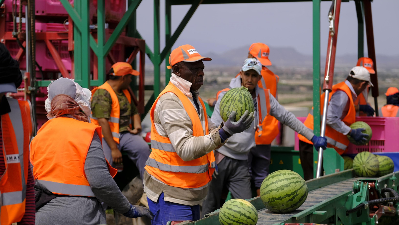La sandía y el melón de Huércal Overa, manjares en imágenes