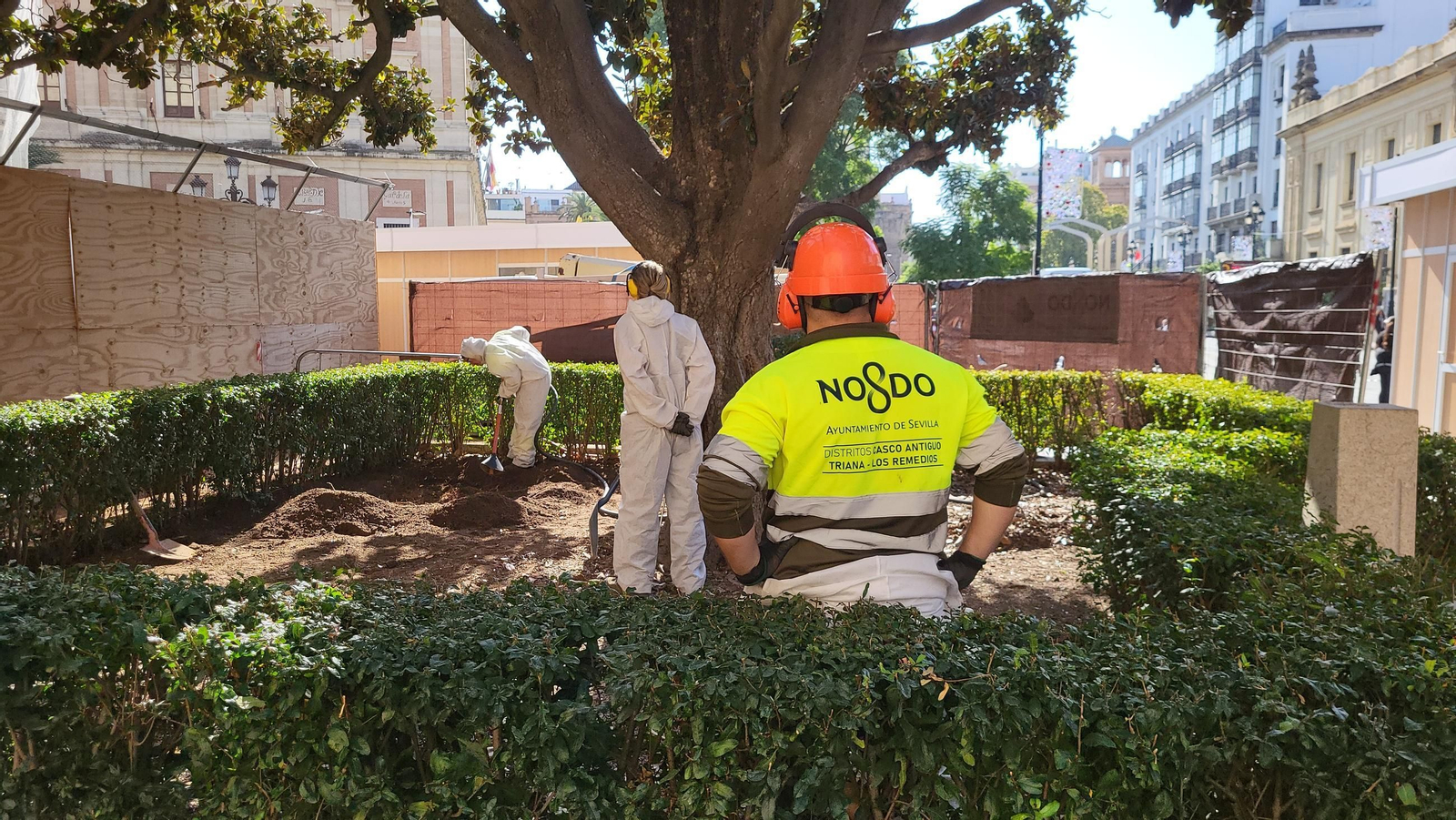 Los técnicos municipales durante la intervención que se está realizando en el magnolio.