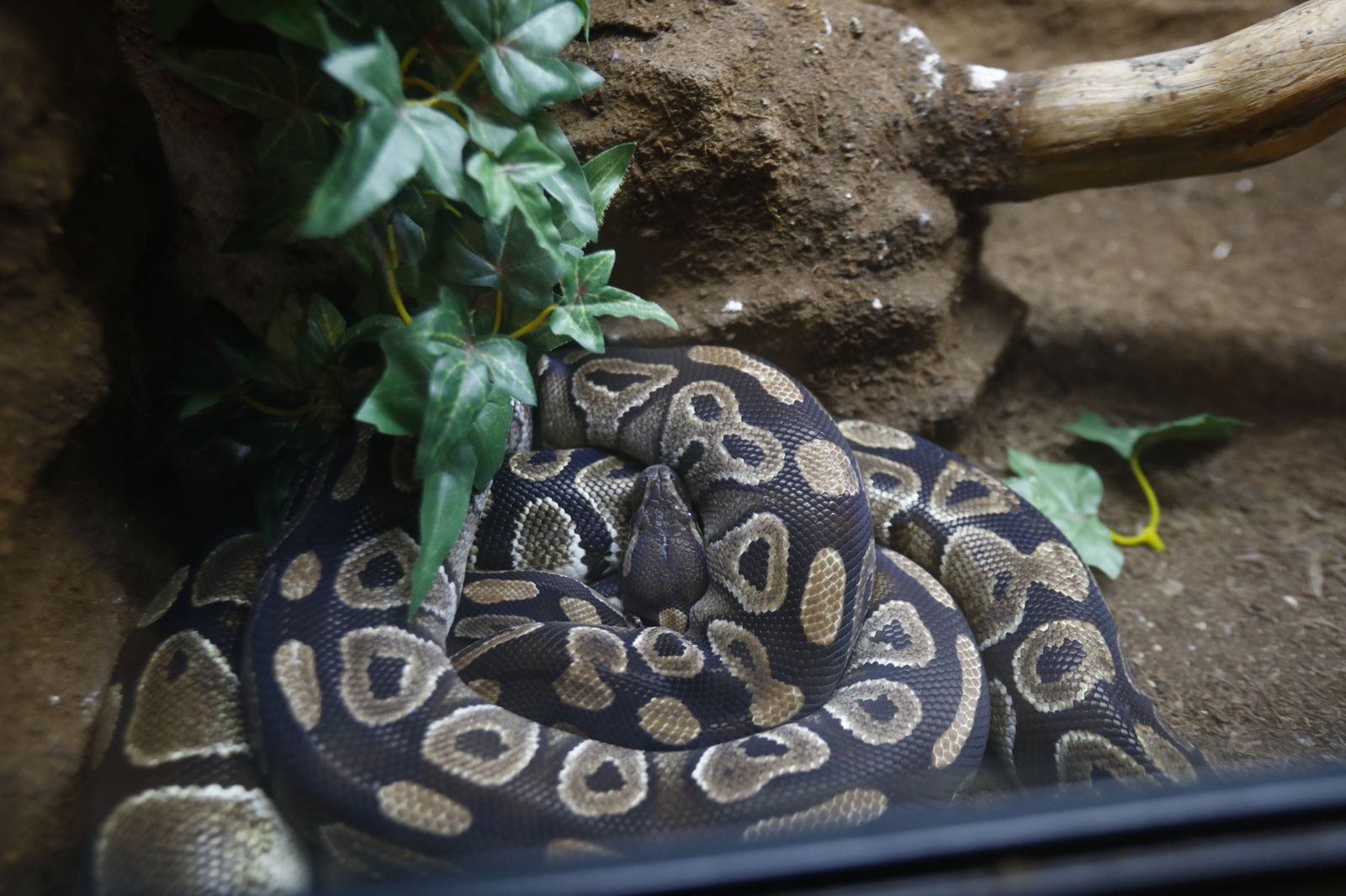 El nuevo reptilario del zoológico de Córdoba, en fotografías