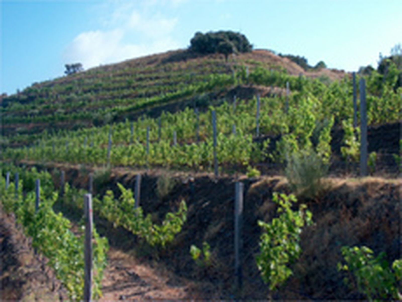 Viñedos en la Alpujarra