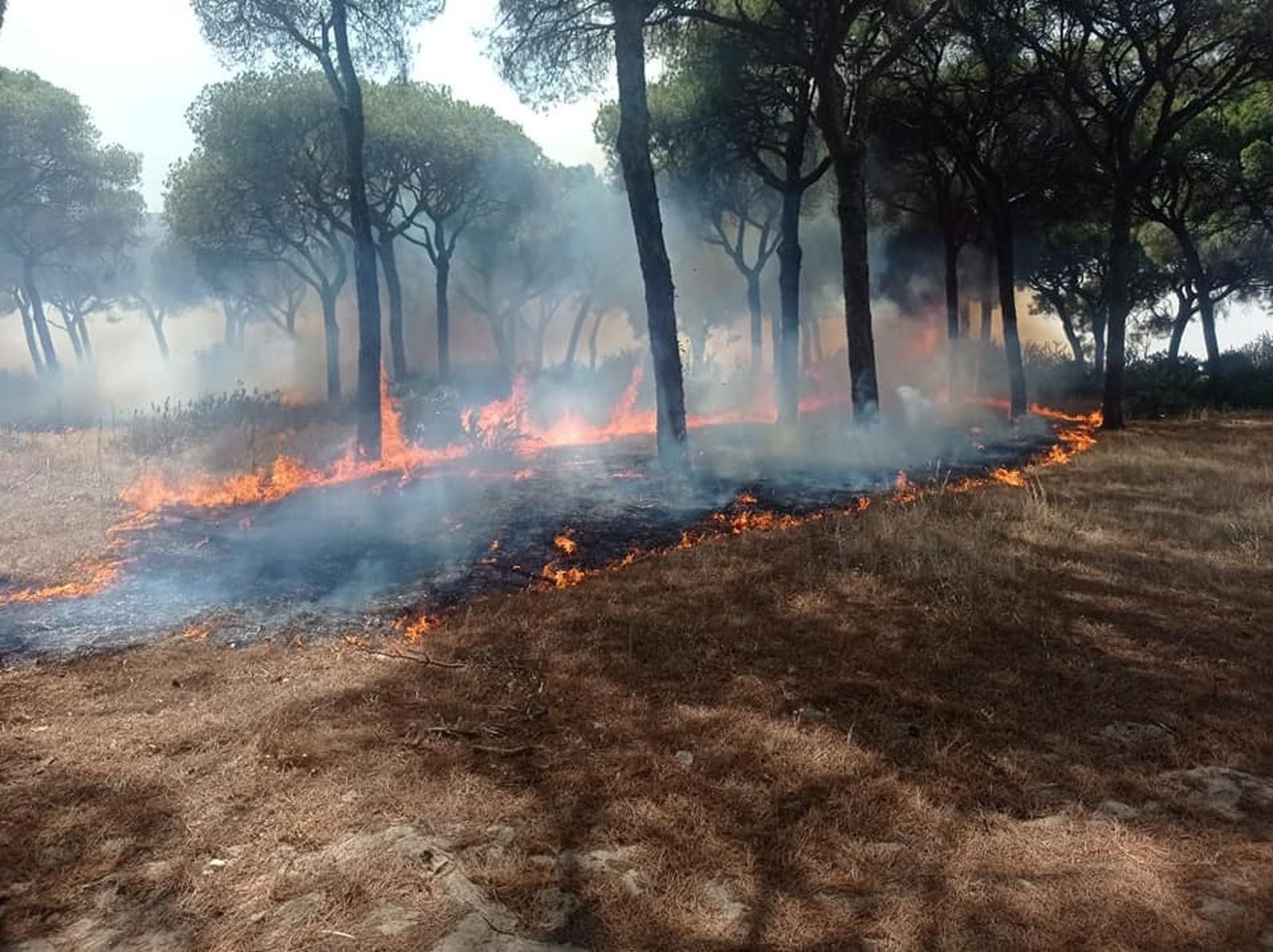 Imagen del incendio en Chipiona el pasado viernes.