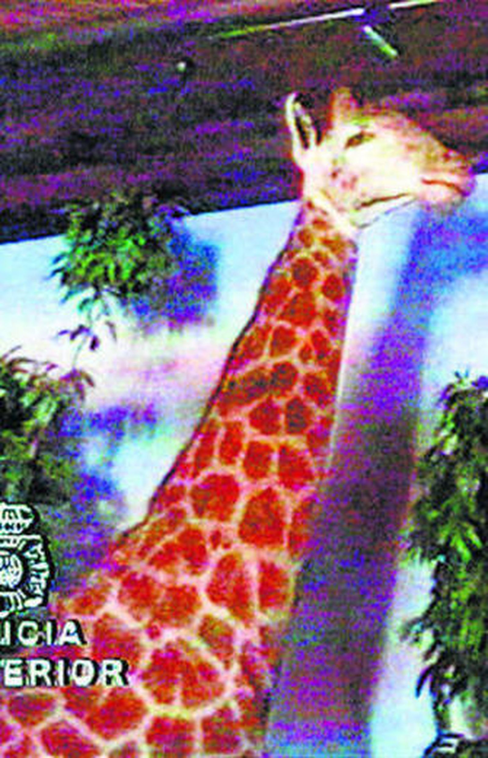 Una jirafa disecada.