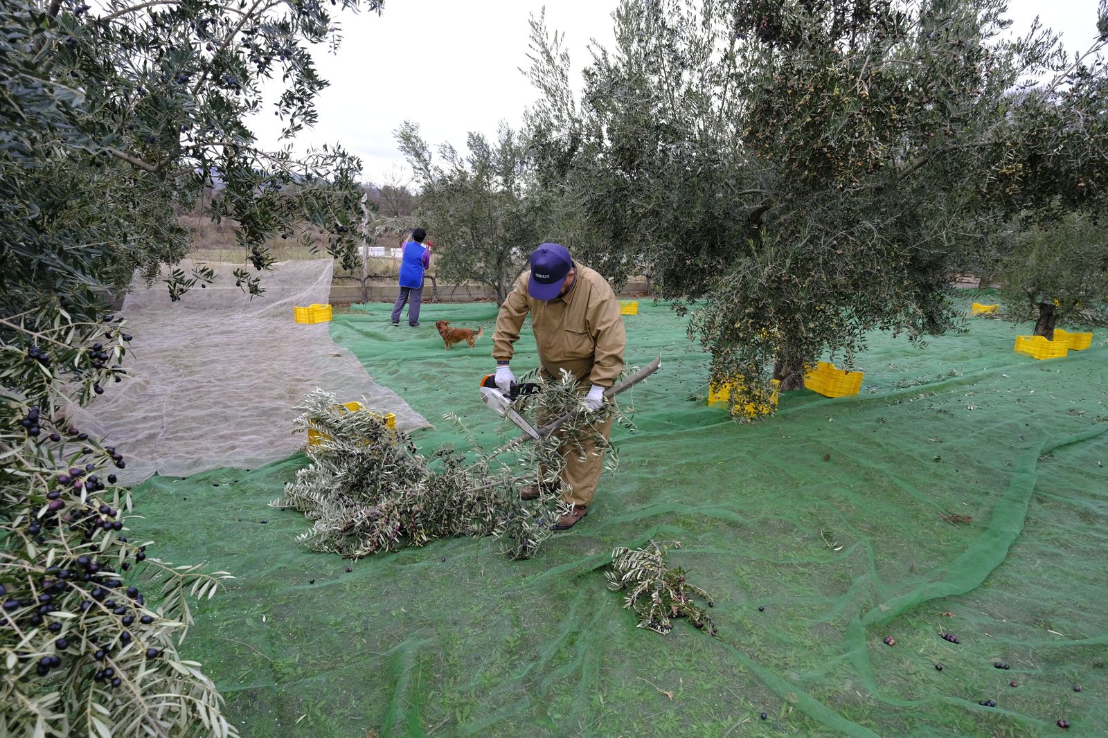 Fotogalería recolección aceituna en Abla. Almería