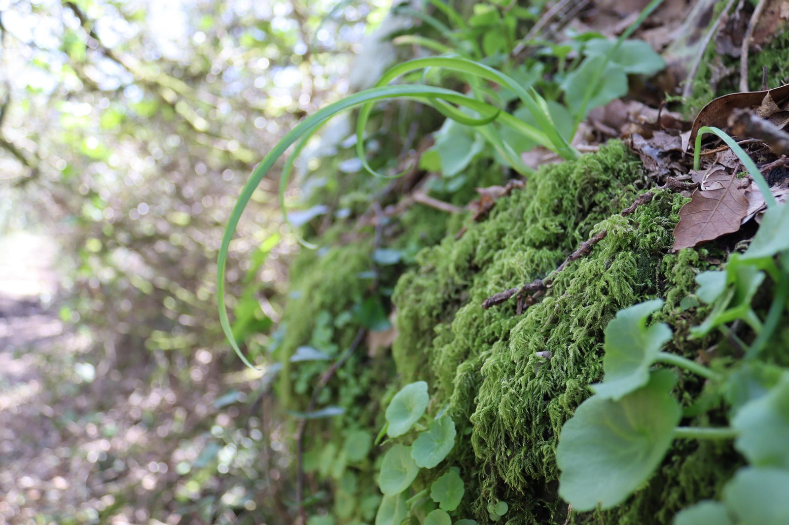 Fotos de la flora y fauna del Parque Natural de Los Alcornocales