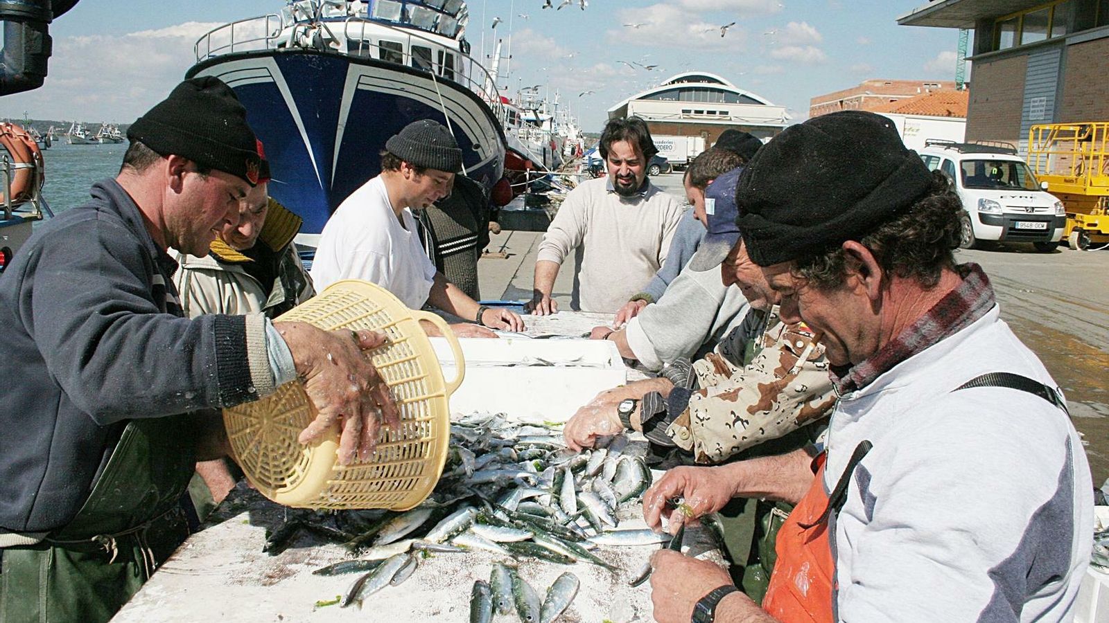 Clasificación de sardina recién pescada en Isla Cristina