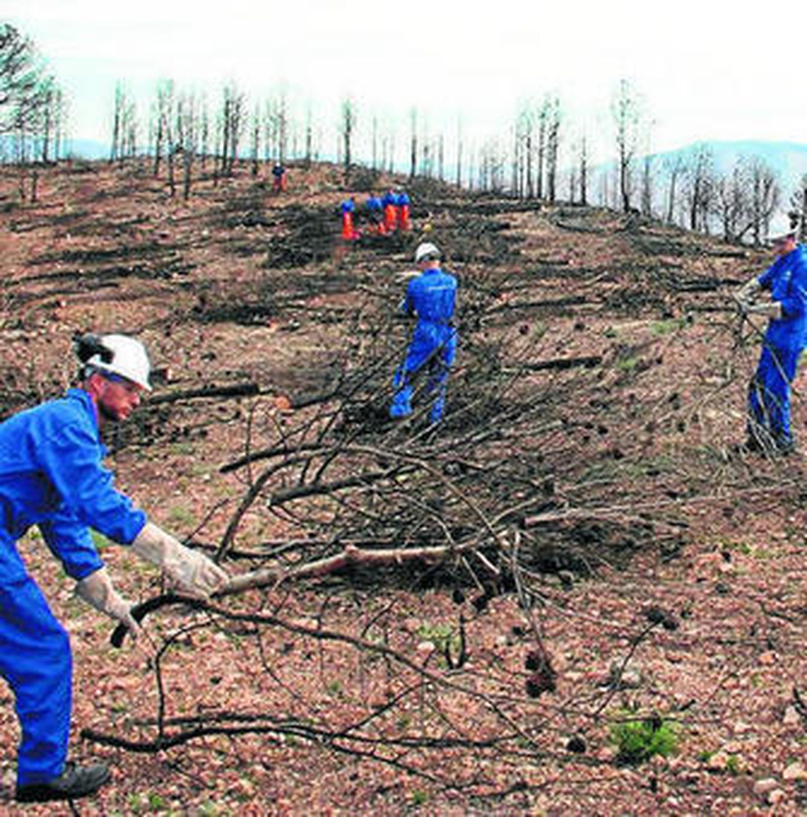Obreros apilan residuos de pinos del incendio de la sierra de Gádor.