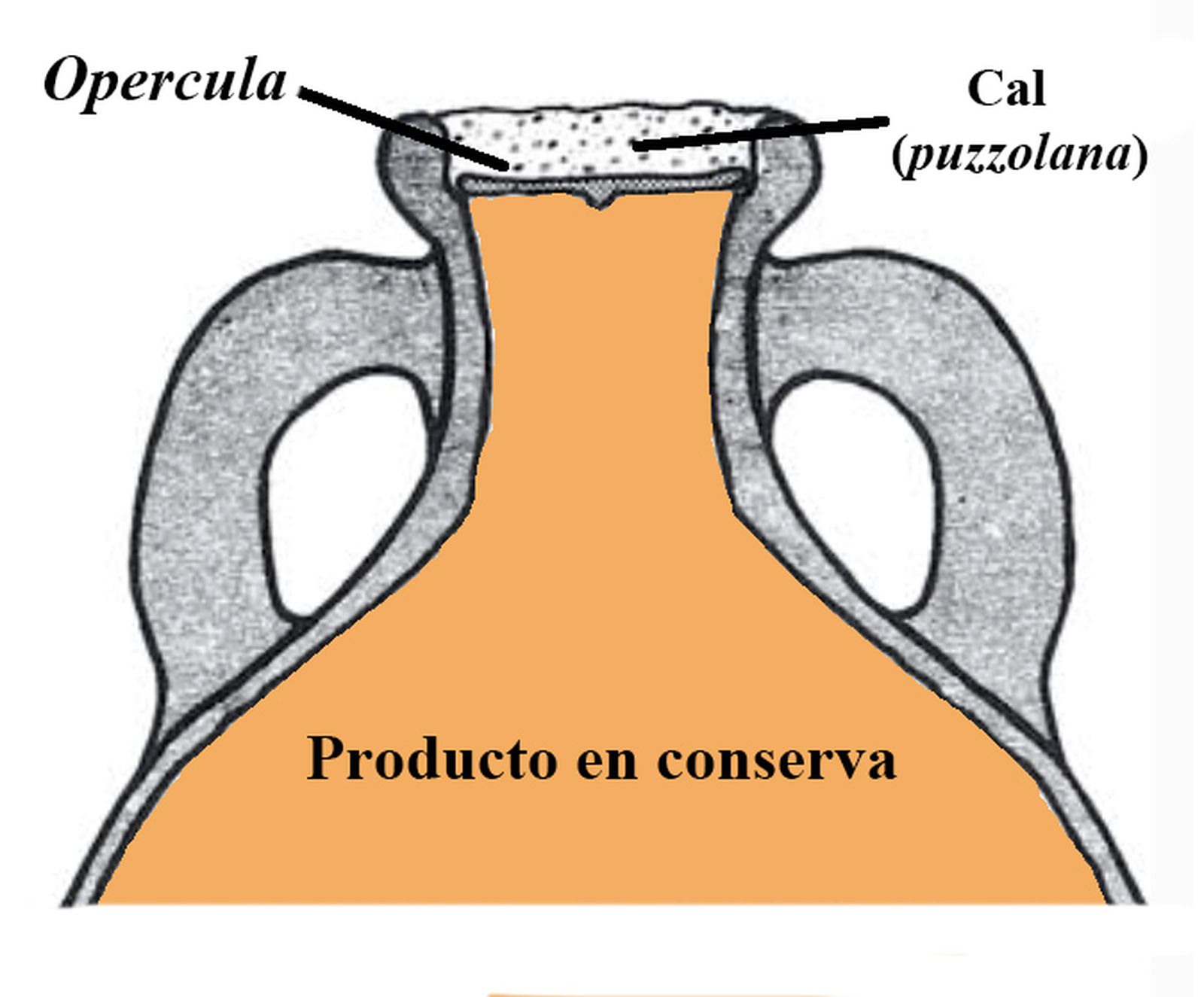 Sección de un ánfora cerrada con su opercula y sellada con cal 'puzzolana'.