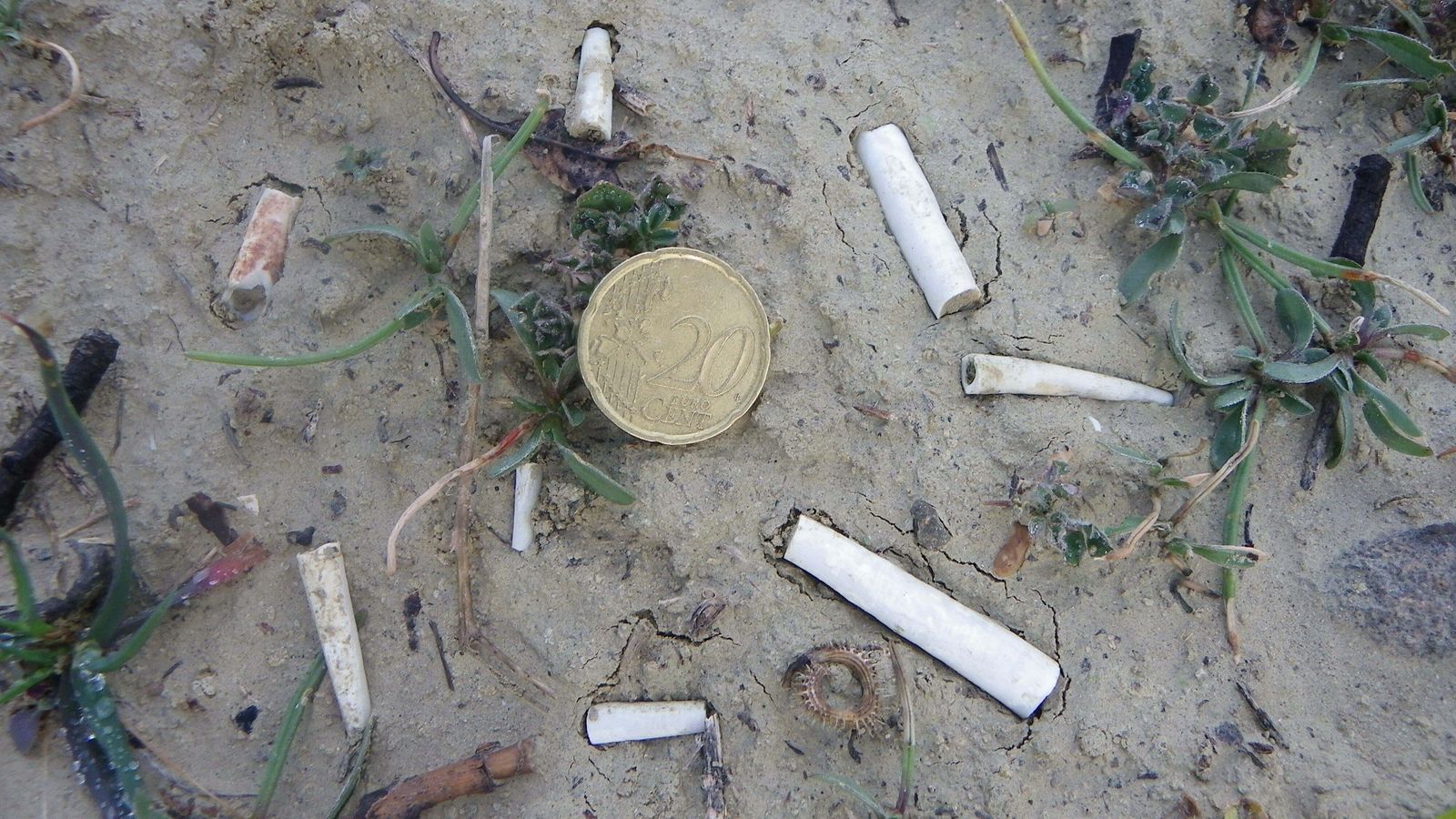 Fósiles de ‘Dentalium’