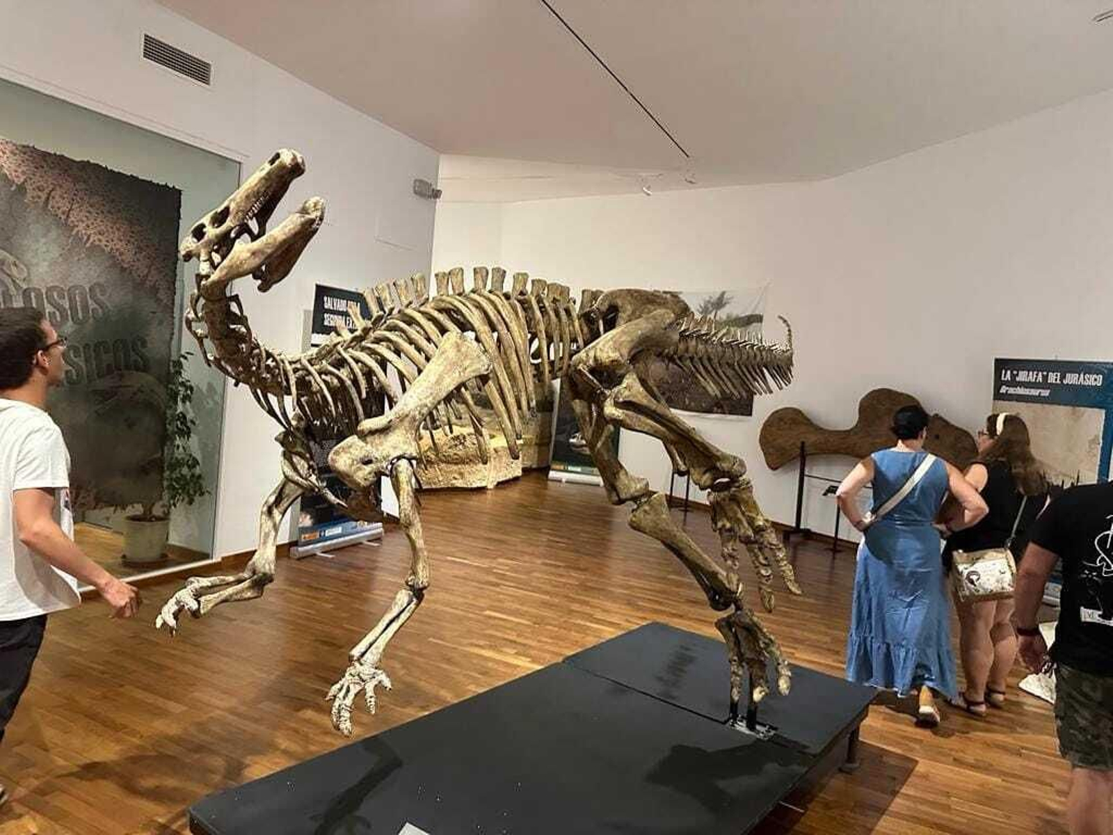 La exposición 'Colosos jurásicos' que acogió Paleomágina en octubre.