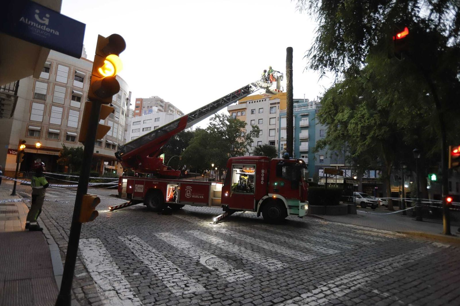 Las imágenes de la tala de la emblemática Palmera de Huelva