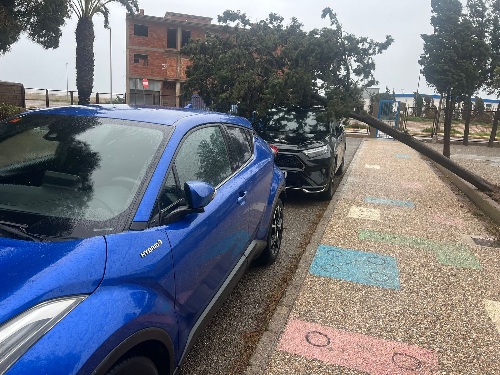Árbol caído sobre el coche de un docente en el CEIP Juan de Orea de Roquetas de Mar