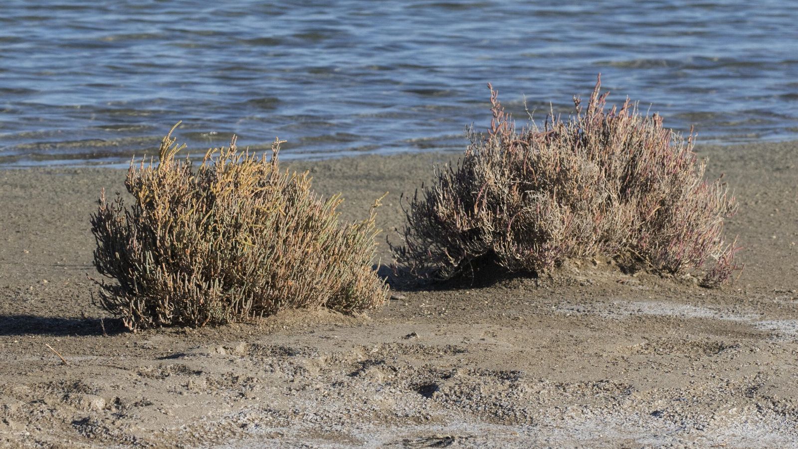 Ejemplar de ‘Sarcocornia perennis’.