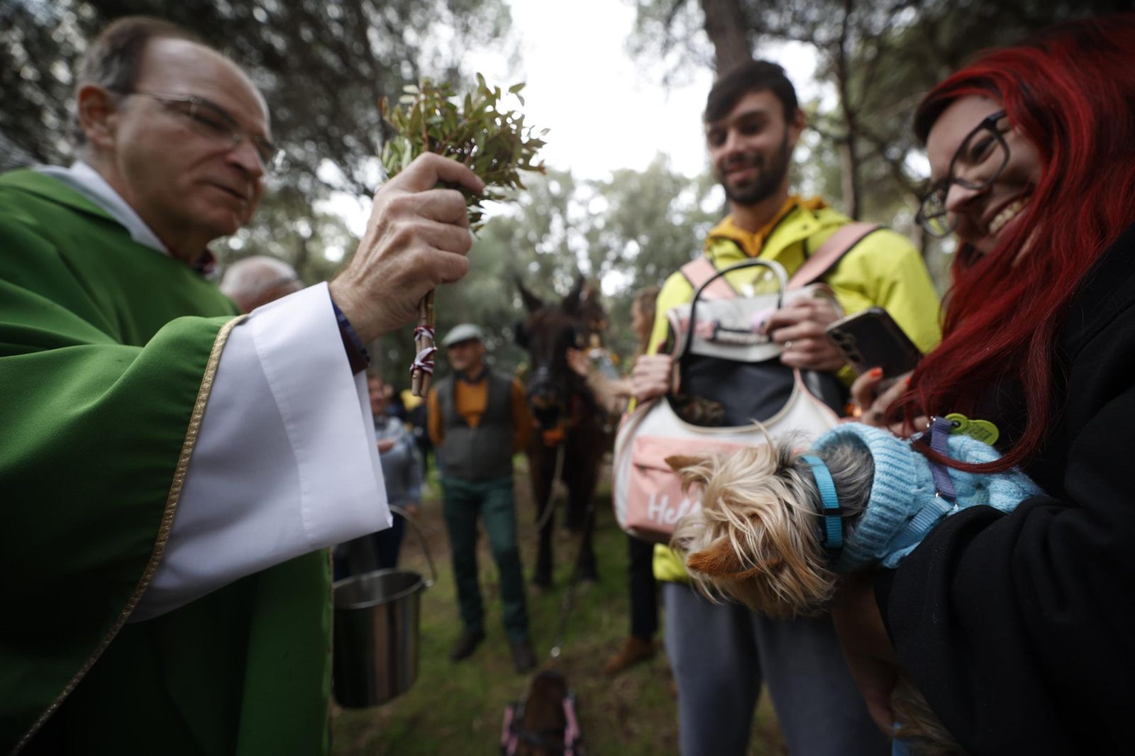 Las imágenes de la festividad de San Antón en El Puerto