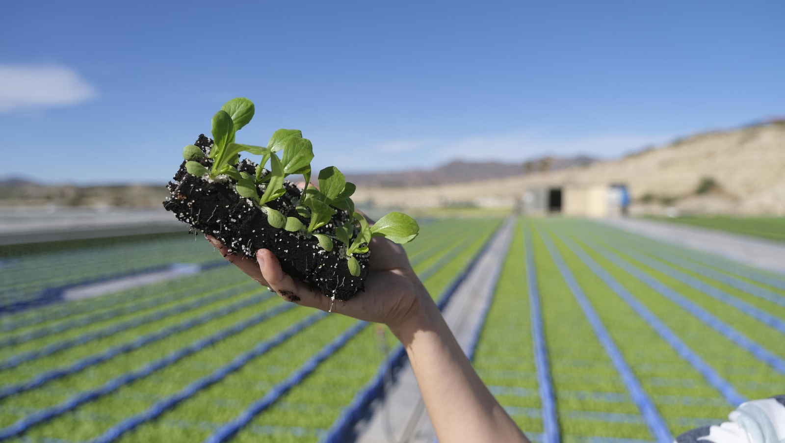 Desde Cuevas del Almanzora para el resto del mundo, las mejores escarolas con Cuadraspania, en imágenes