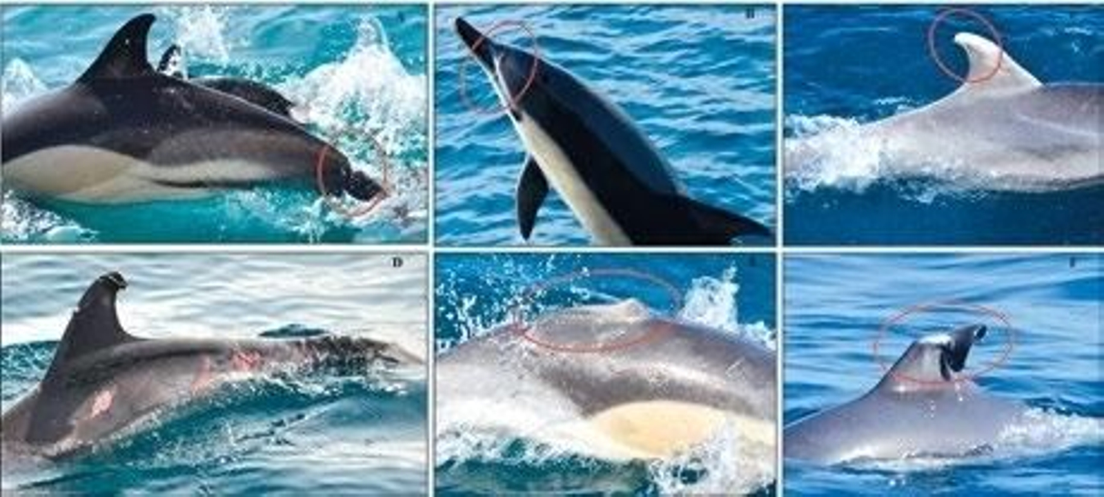 Diferentes laceraciones en delfines de la bahía  de Algeciras.