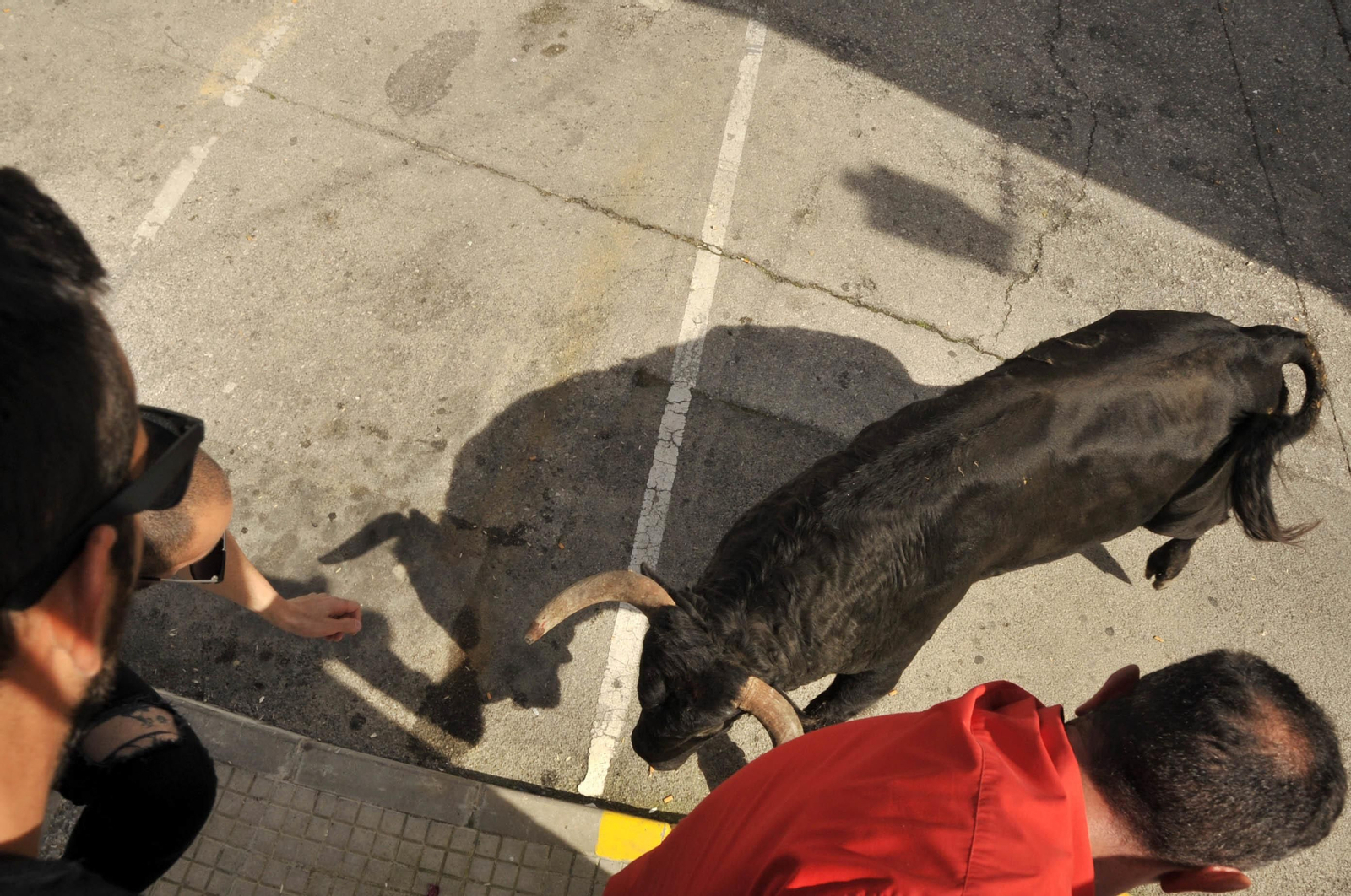 Imágenes del Toro del Aleluya en Arcos