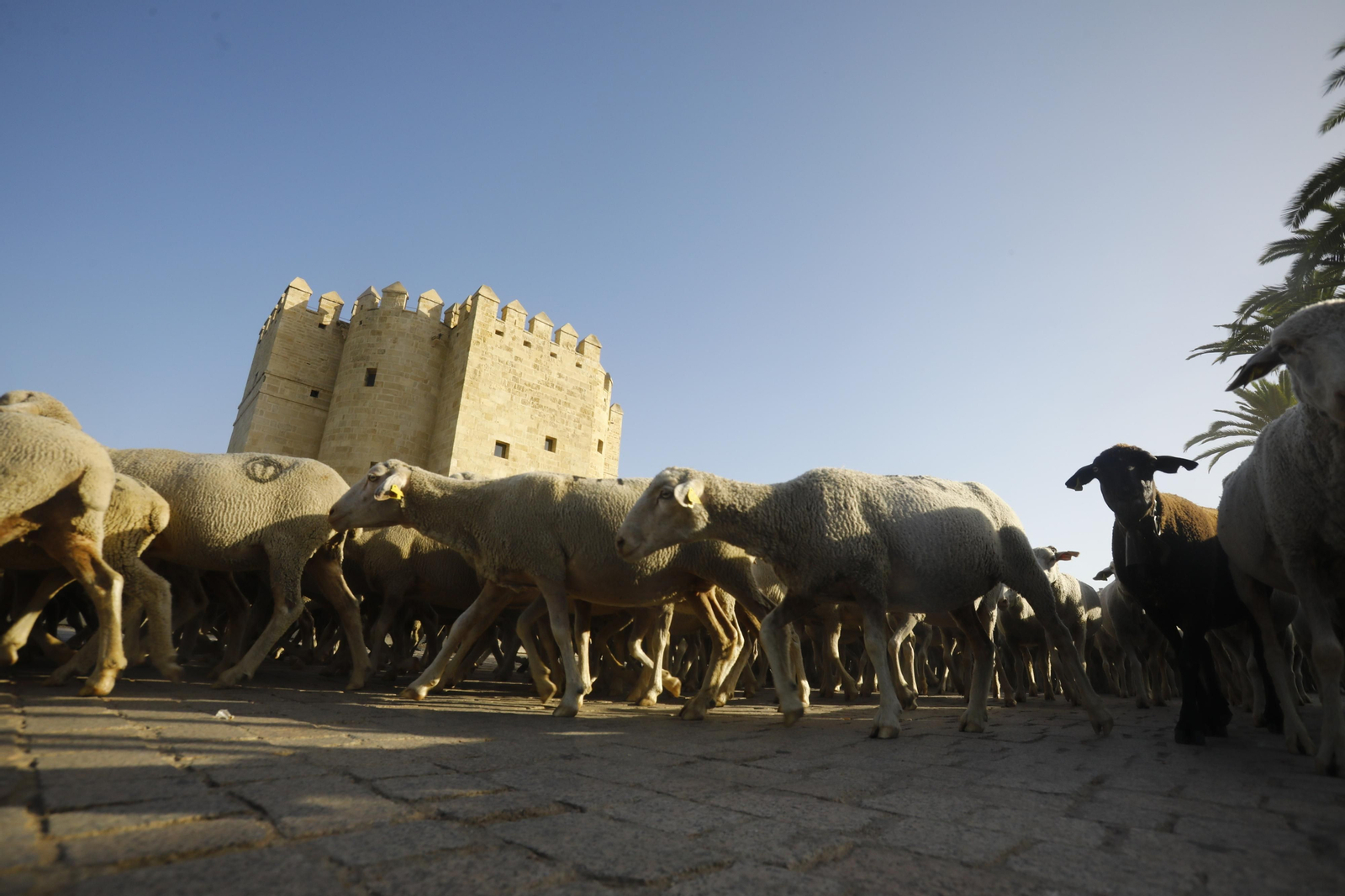El paso de las ovejas de la ganadería Las Albaidas por Cordoba, en imágenes