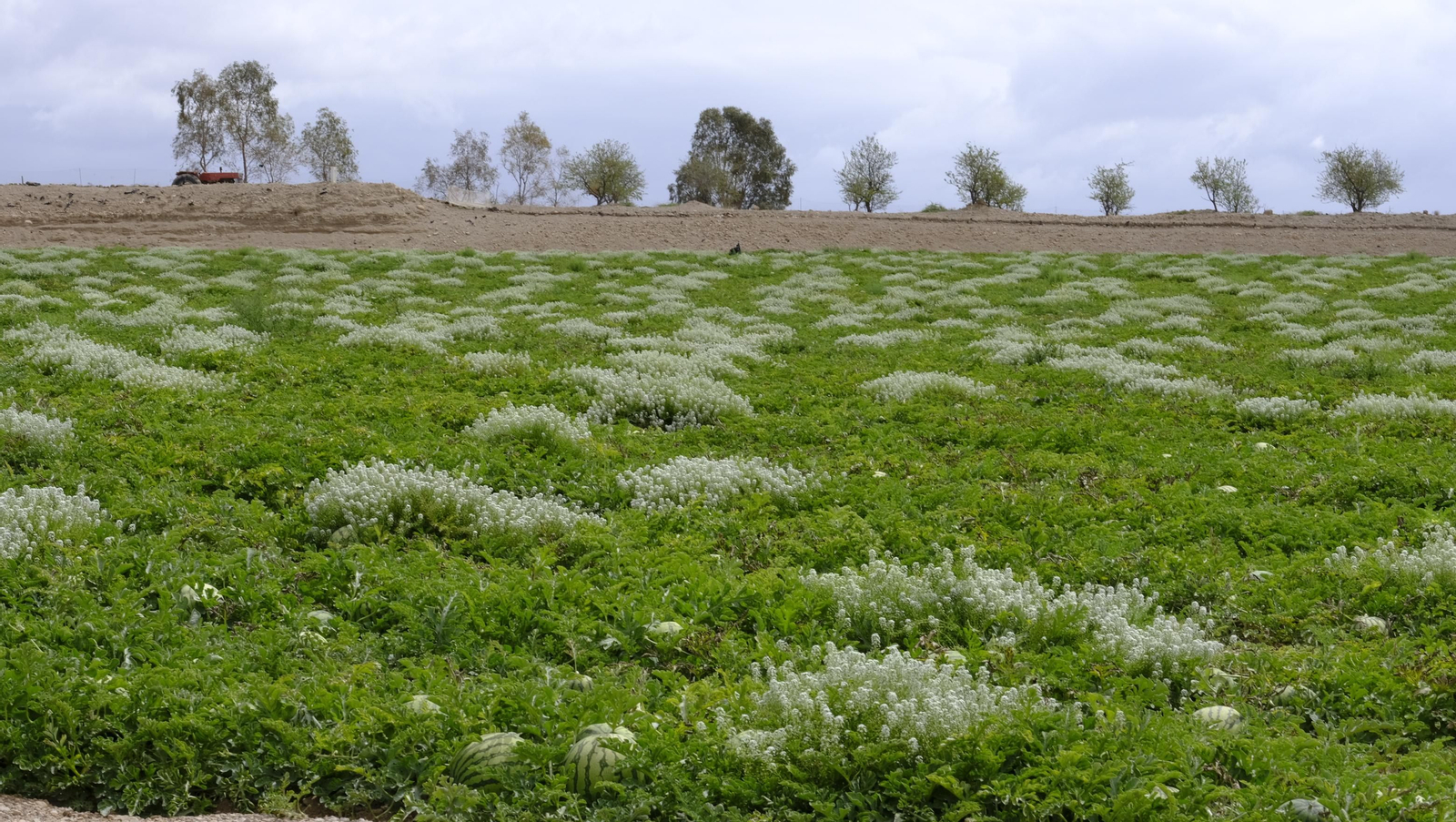 La sandía y el melón de Huércal Overa, manjares en imágenes