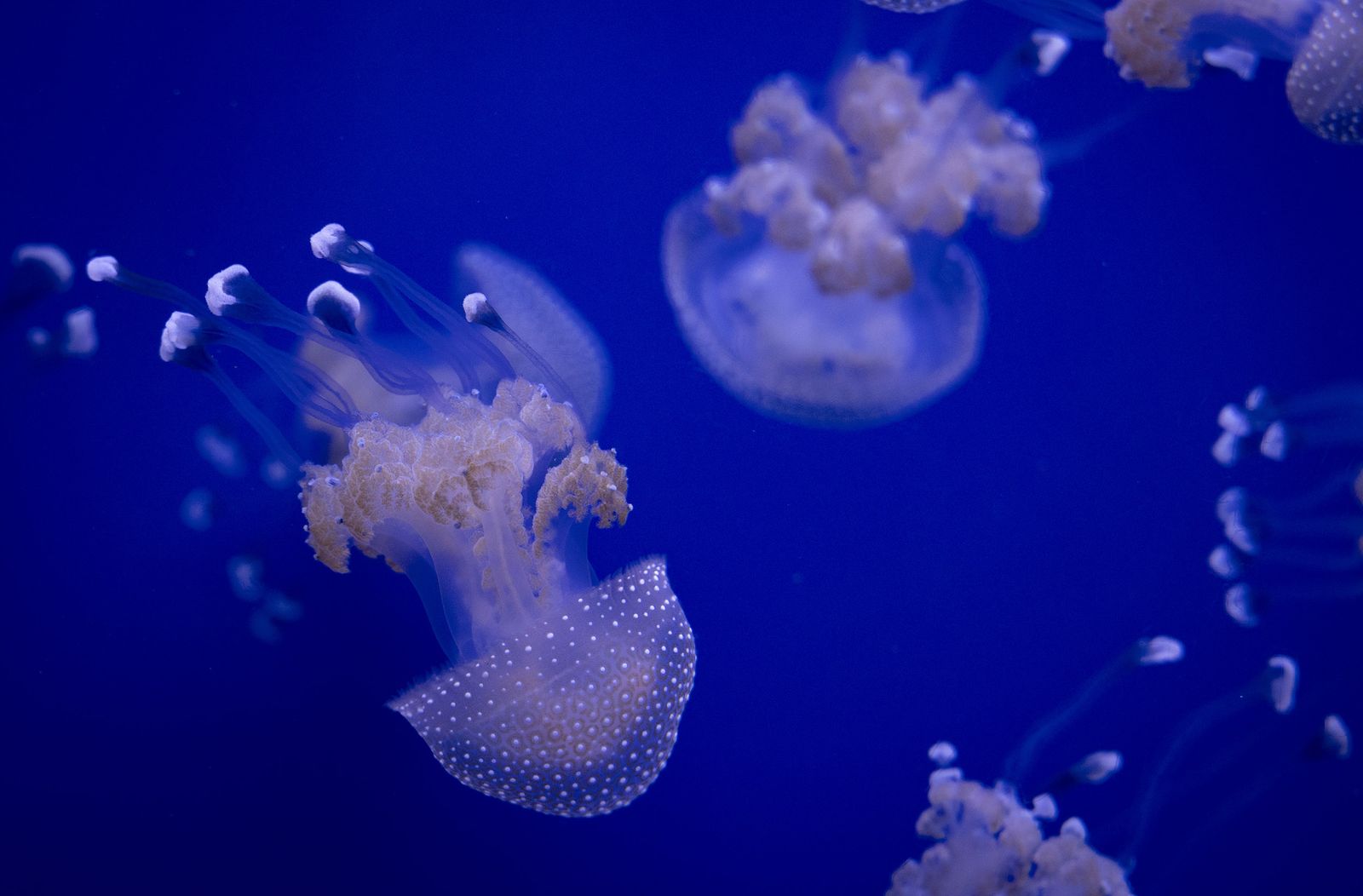 La reapertura del acuario de Sevilla, en imágenes