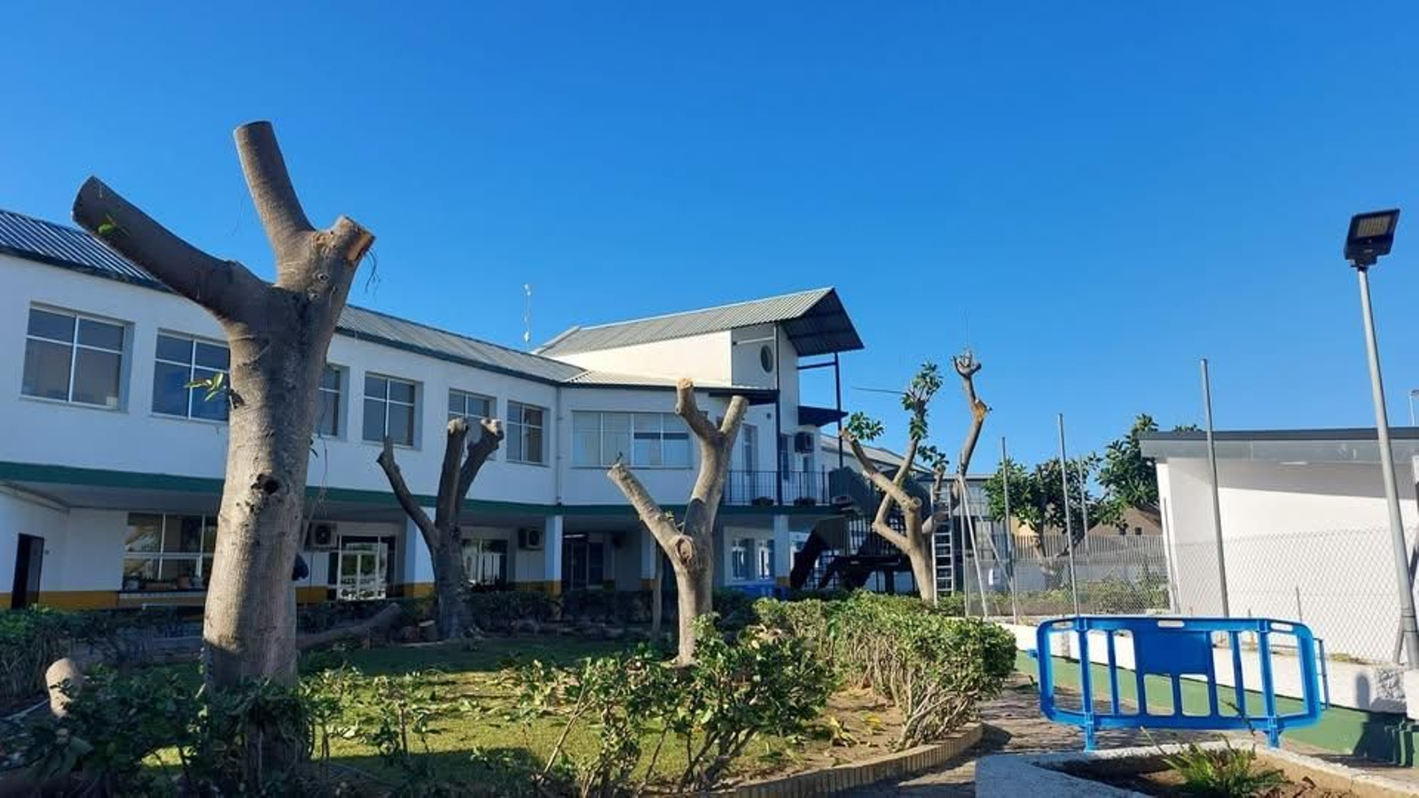 Ficus podados en las afueras del polideportivo municipal de Sanlúcar.