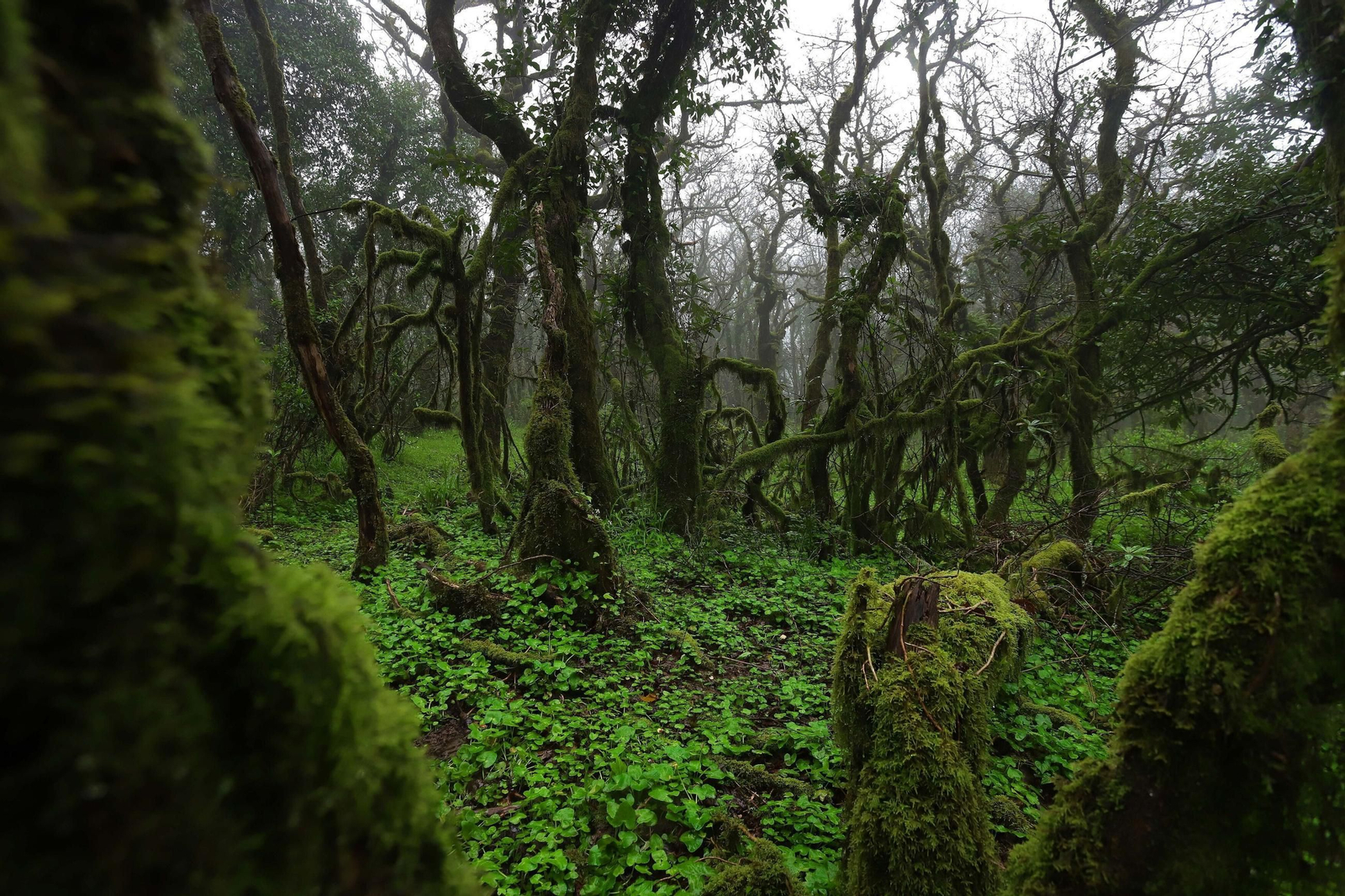Destacan los alcornoques, helechos, quejigos, musgos y otras especies en su rica vegetación Destacan los alcornoques, helechos, quejigos, musgos y otras especies en su rica vegetación