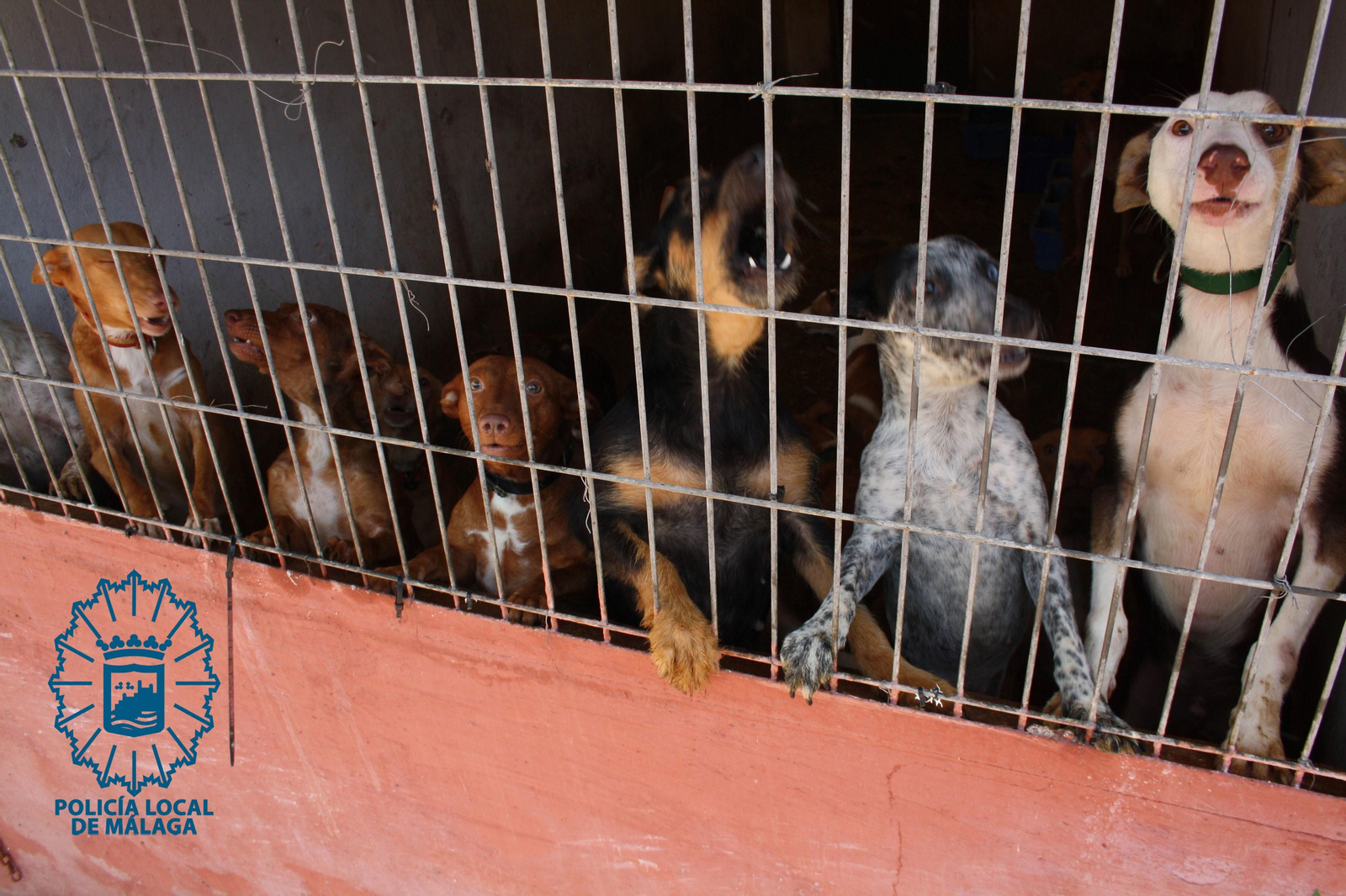 Habitáculo de 10 metros cuadrados con 17 perros en su interior.