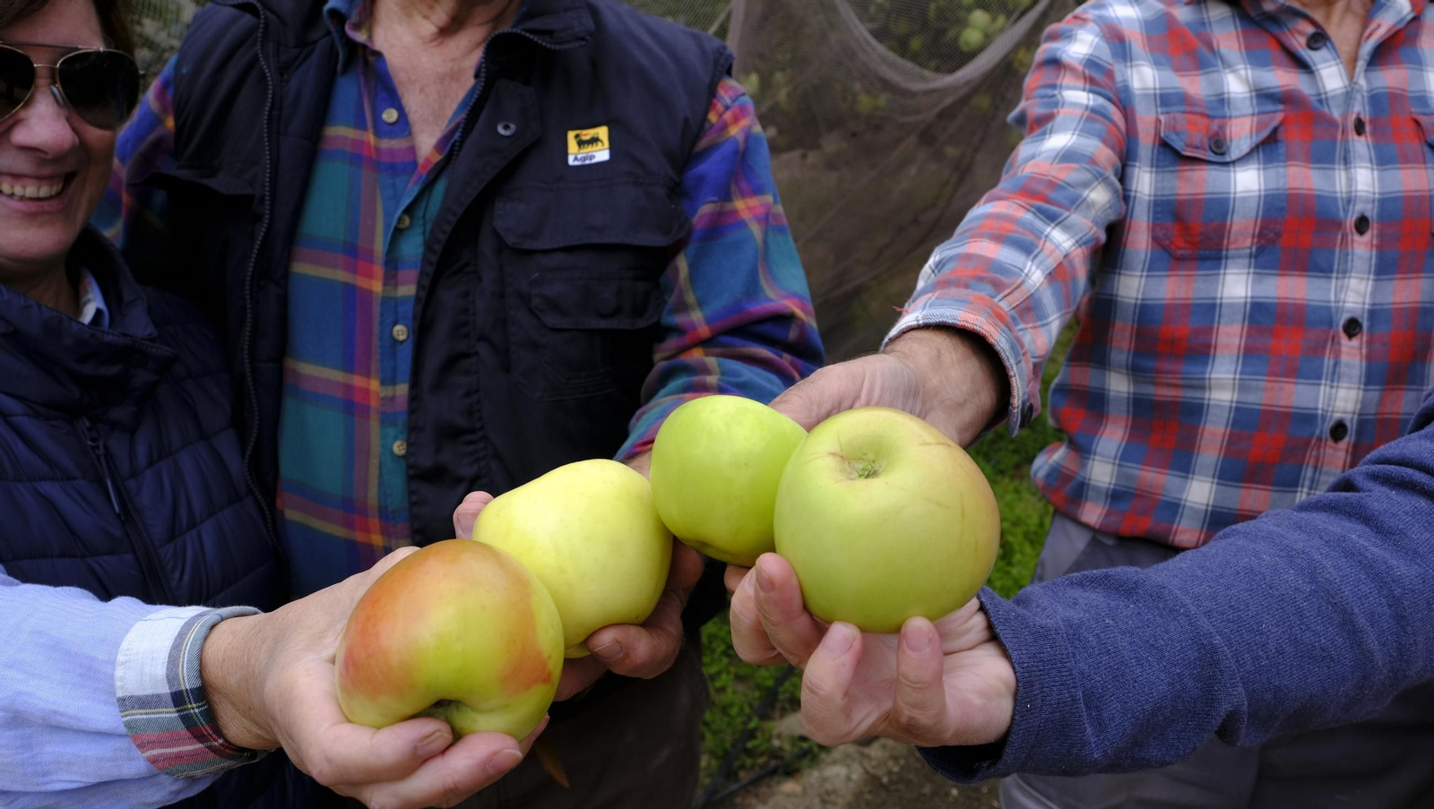 Las manzanas de Paterna, un manjar en imágenes