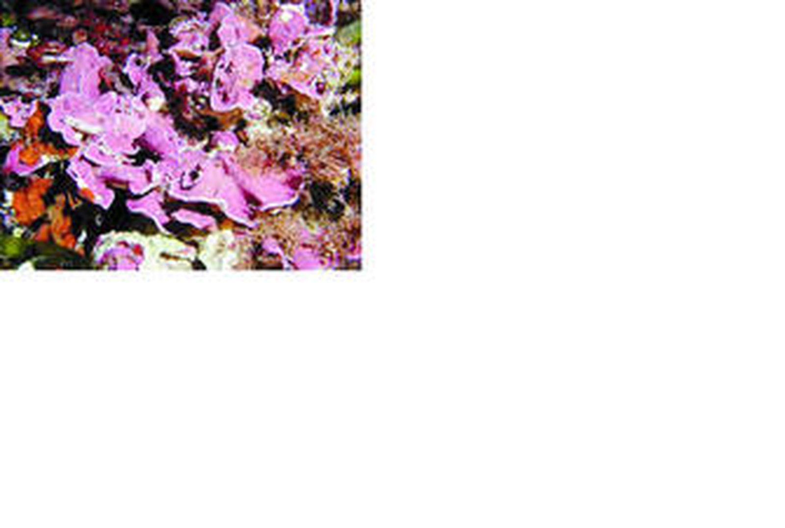 Algas coralinas en la actualidad en aguas de Cabo de Gata.