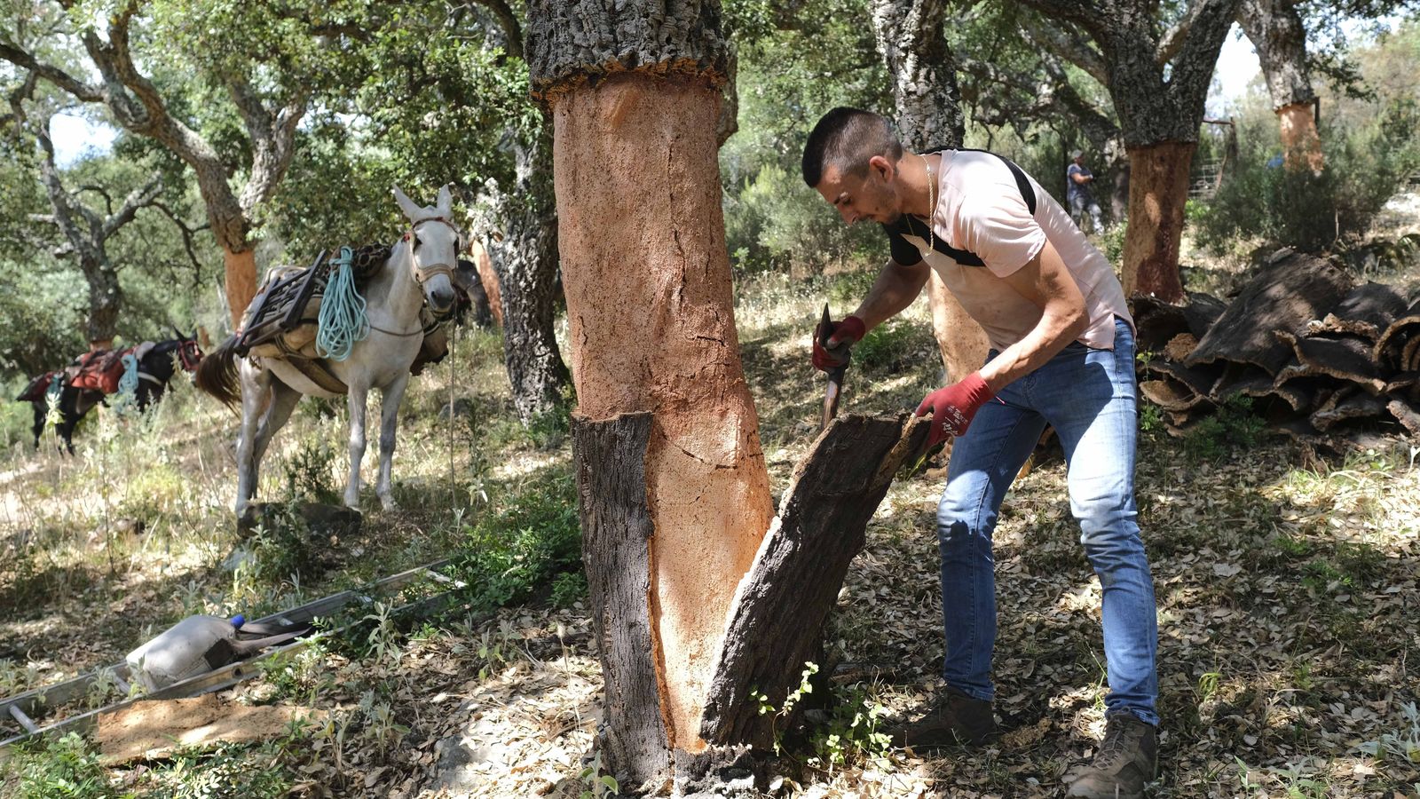 Hacha y mulos son dos herramientas fundamentales de las cuadrillas.