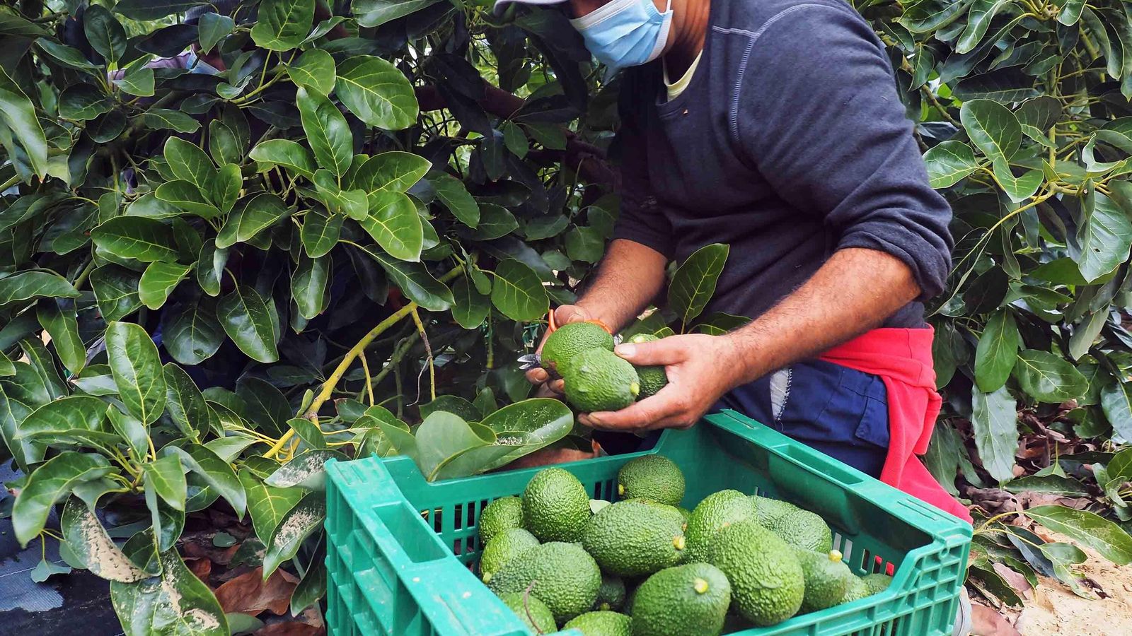 Un trabajador recolecta aguacates en una finca de Valdeoscuro (Gibraleón) Un trabajador recolecta aguacates en una finca de Valdeoscuro (Gibraleón)