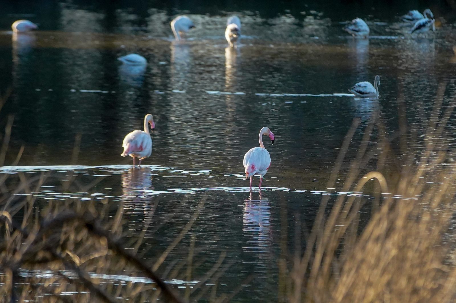 Vistas del Charco de la Boca, con aves acuáticas en el centro de visitantes La Rocina.