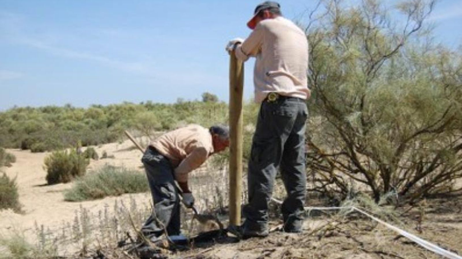 La preservación del tomillo en el Paraje Natural Marismas del Río Piedras y Flecha de El Rompido