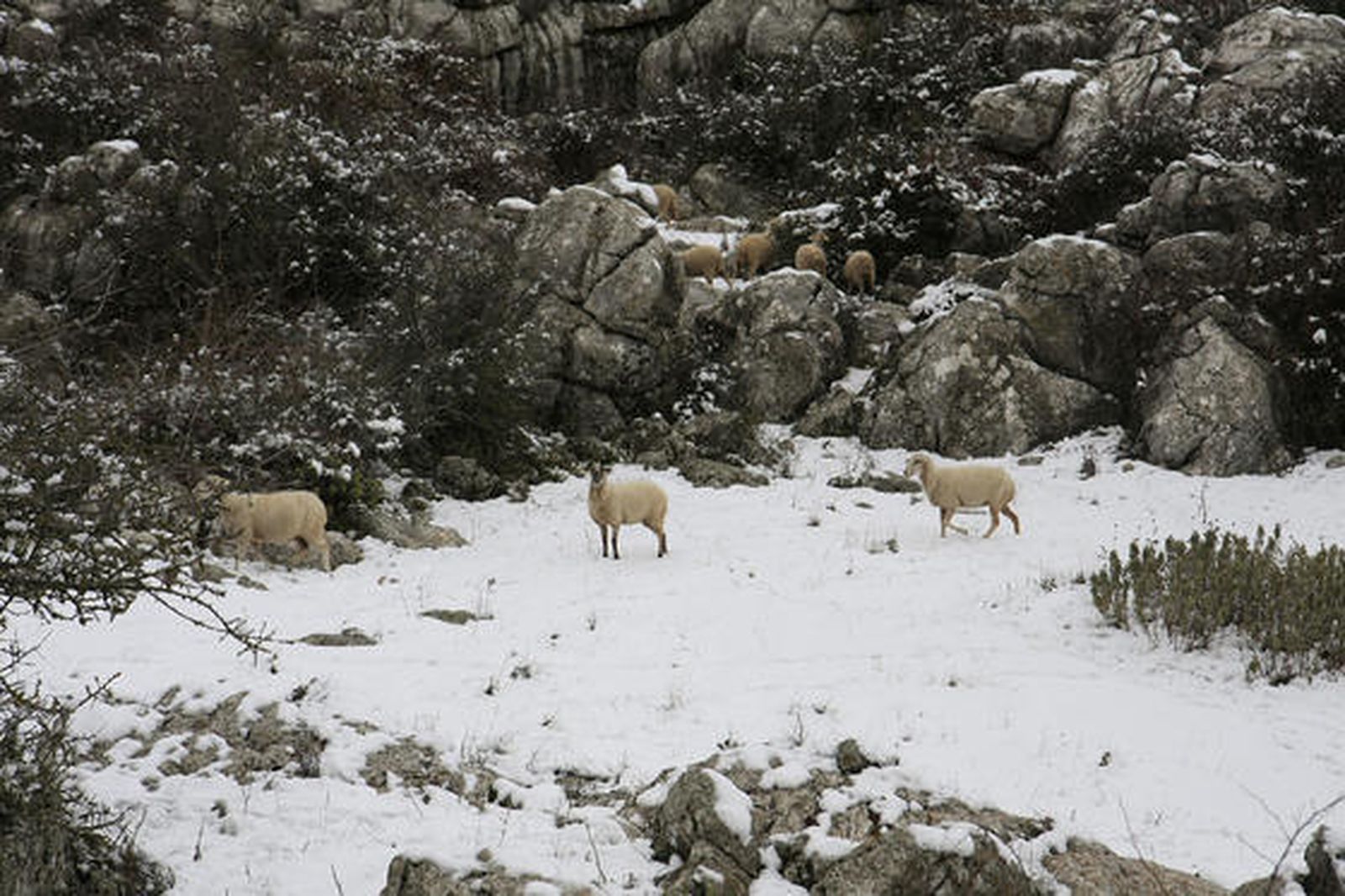 Imágenes del Torcal de Antequera, que presentaba un paisaje totalmente invernal. Los más pequeños disfrutaron de una jornada marcada por el descenso térmico.

Foto: Javier Flores