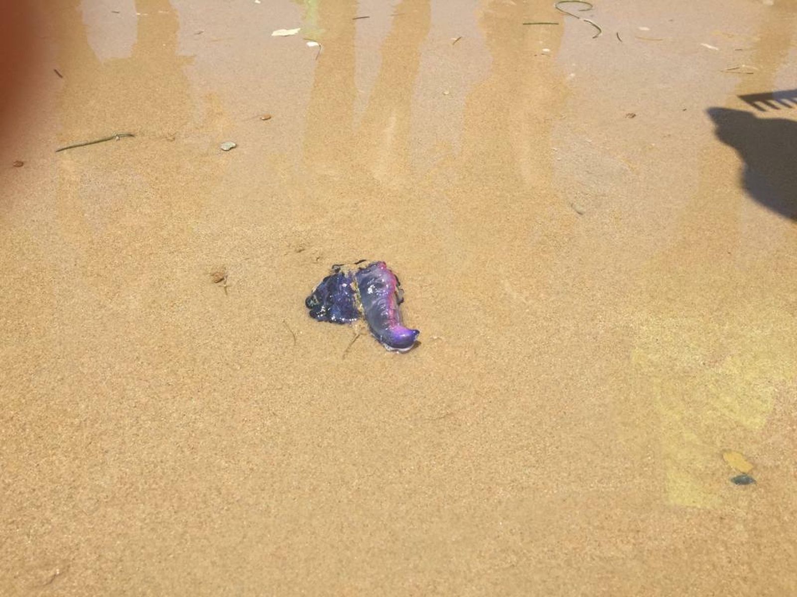 El ejemplar de carabela portuguesa que ha aparecido en la playa de La Victoria.