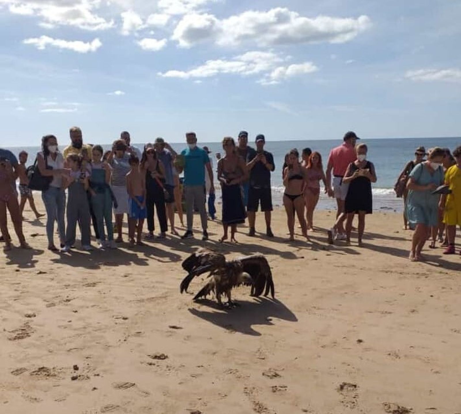 El buitre rodeado de curiosos en la playa Victoria.