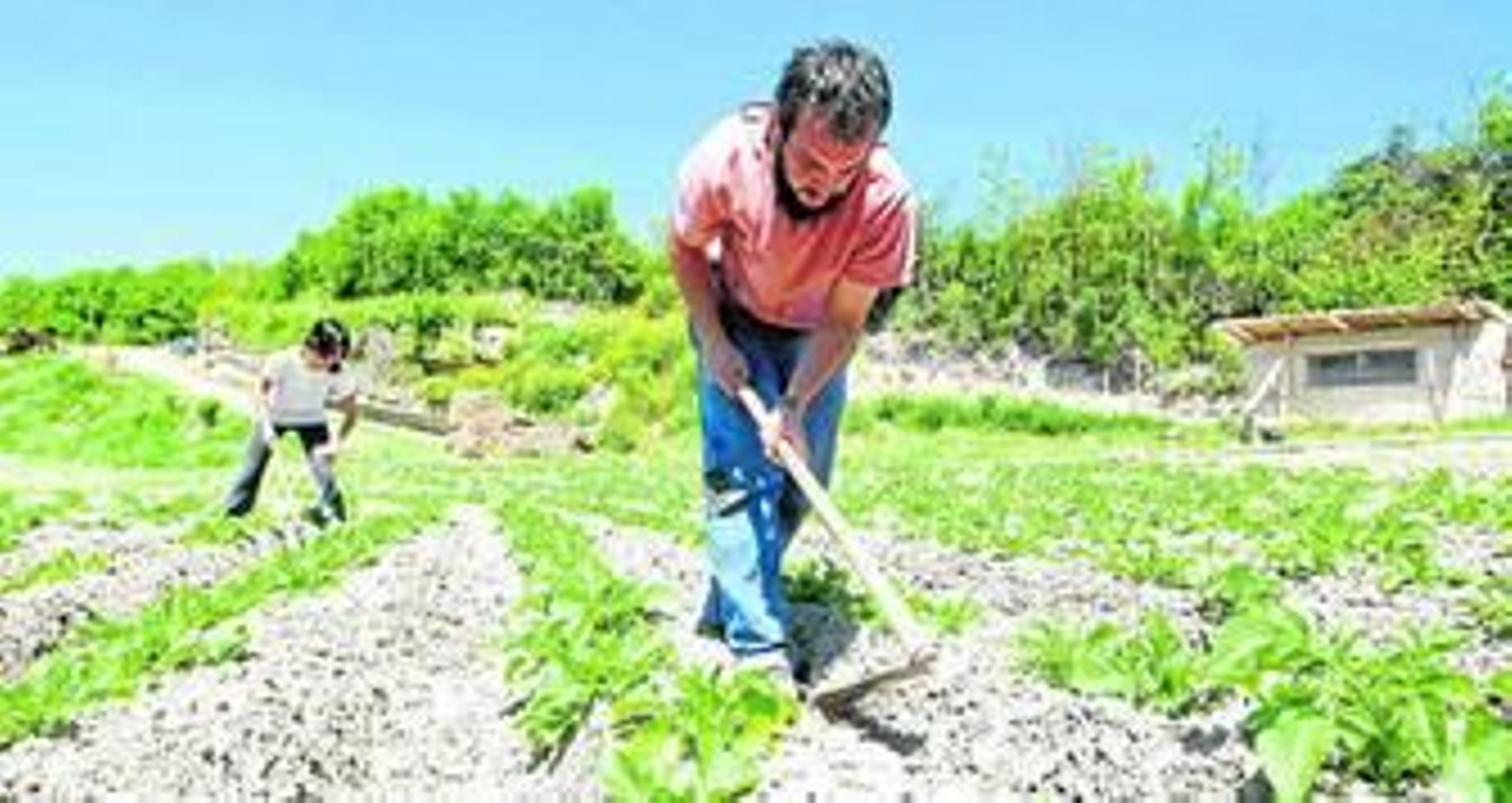 La agricultura ecológica ha perdido superficie de cultivo en Almería en el último año, en torno a cinco mil hectáreas.