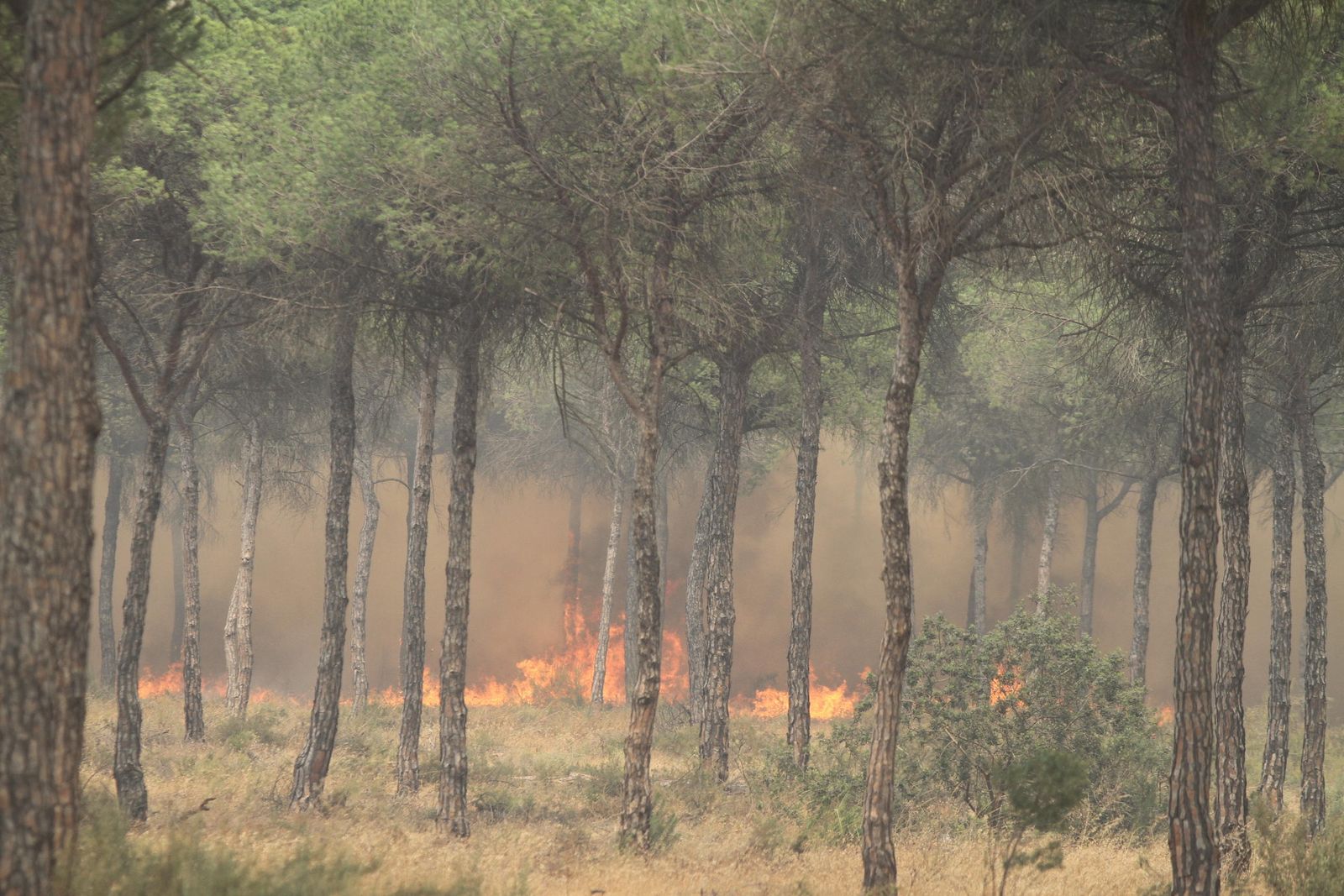 Las imágenes del incendio en Moguer y Mazagón