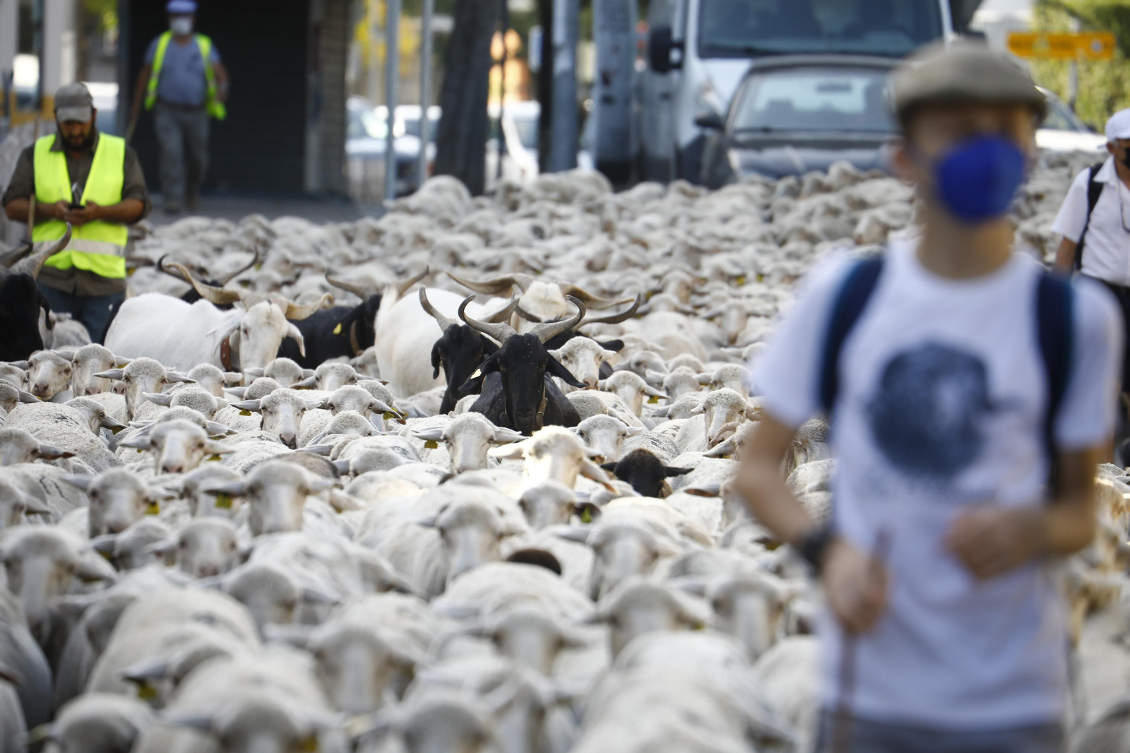 El paso de las ovejas de la ganadería Las Albaidas por Cordoba, en imágenes